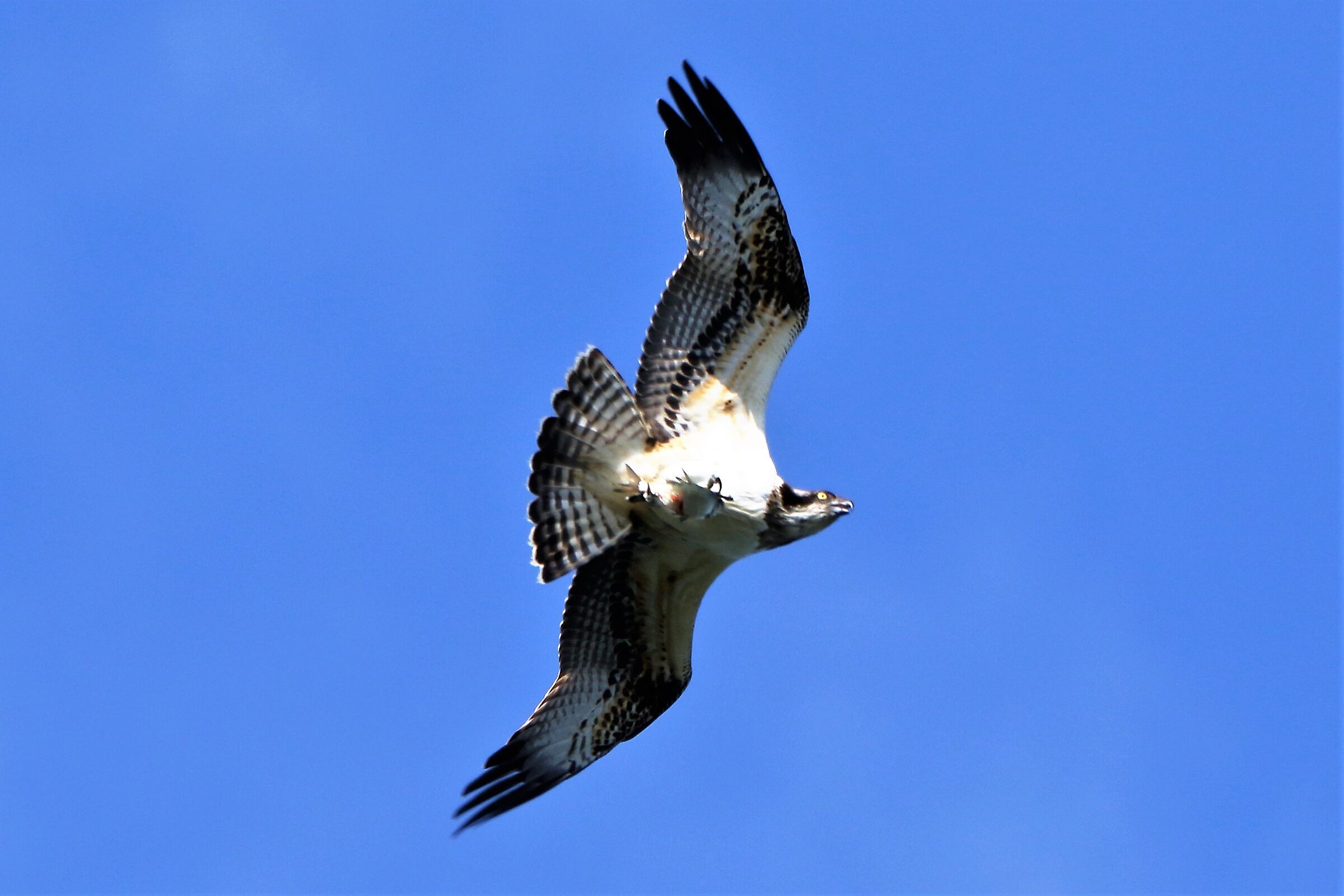 Osprey with prey 213