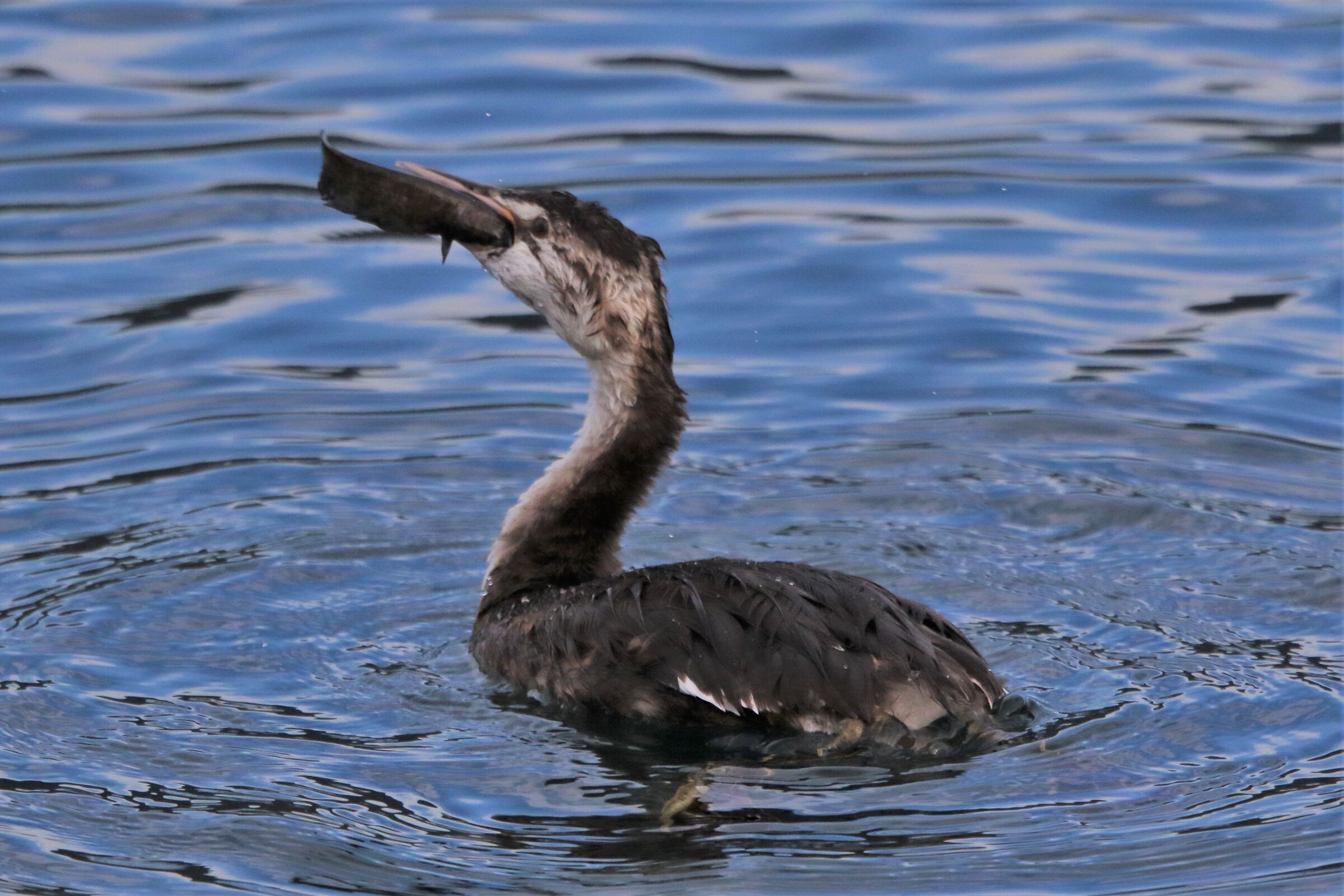 grebe