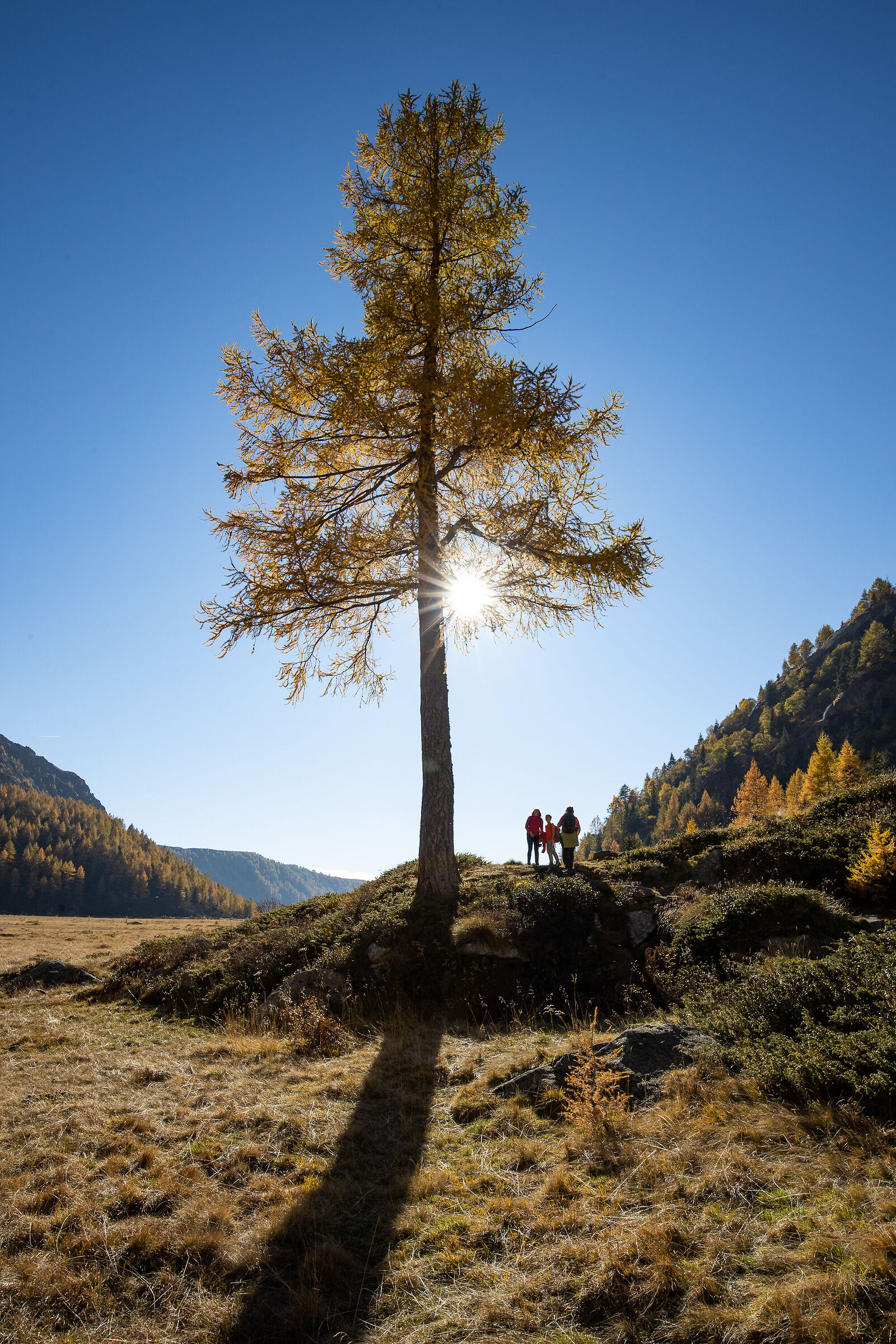 Larice Solitario a Preda Rossa