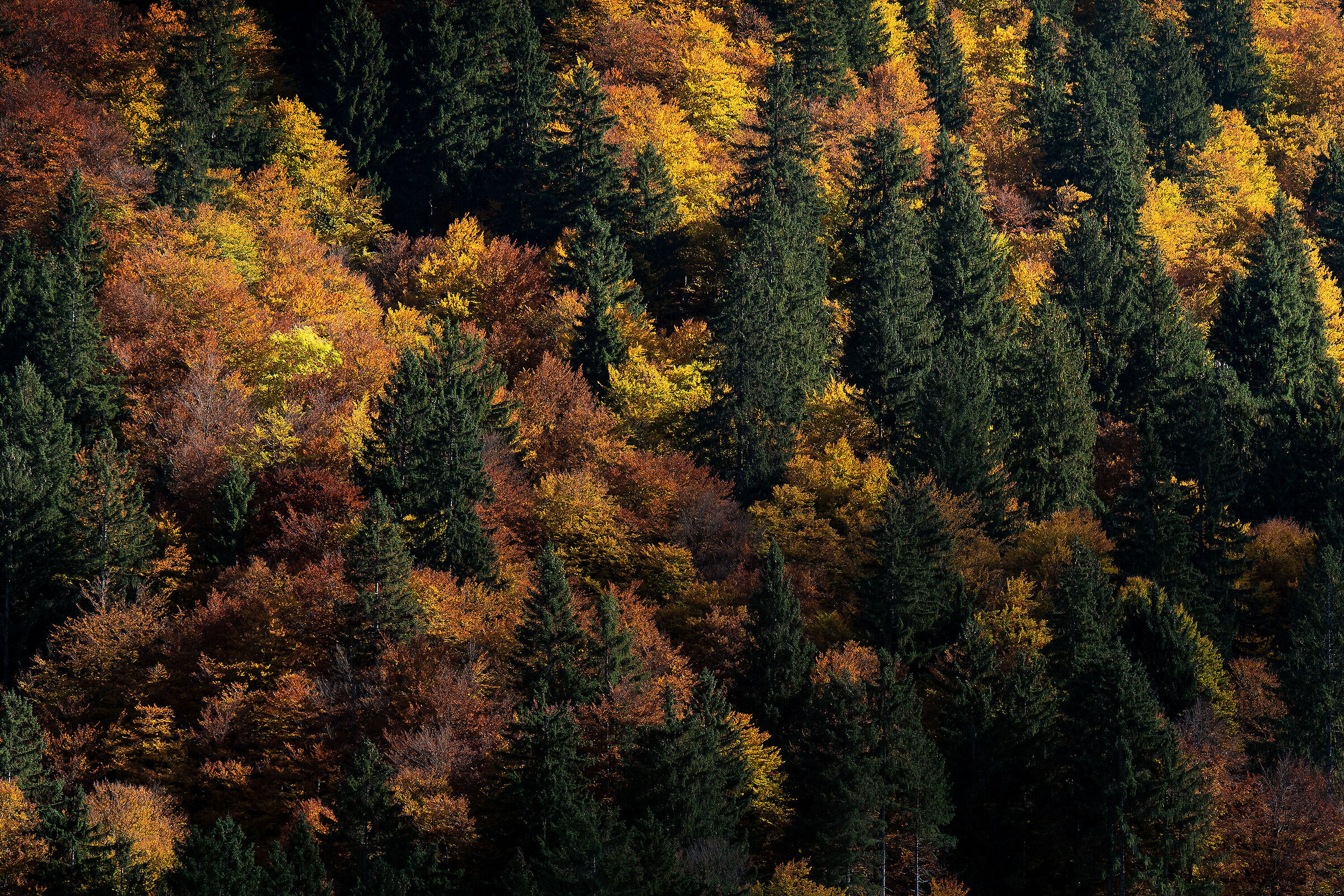 Autumn Contrasts#2 - Tarvisio Forest - Italy