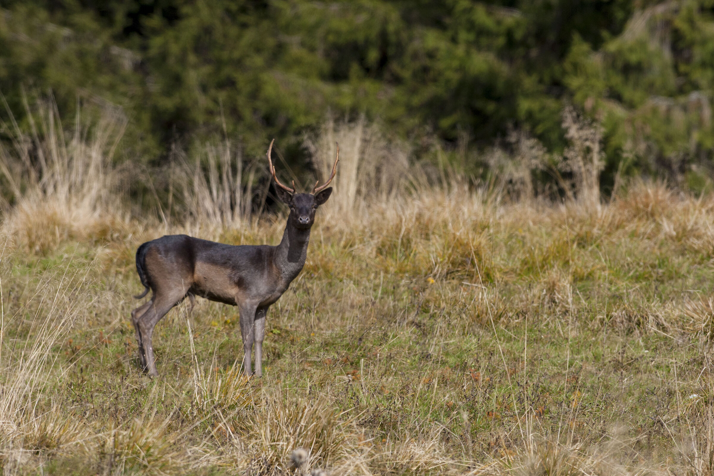 Deer on the cansiglio