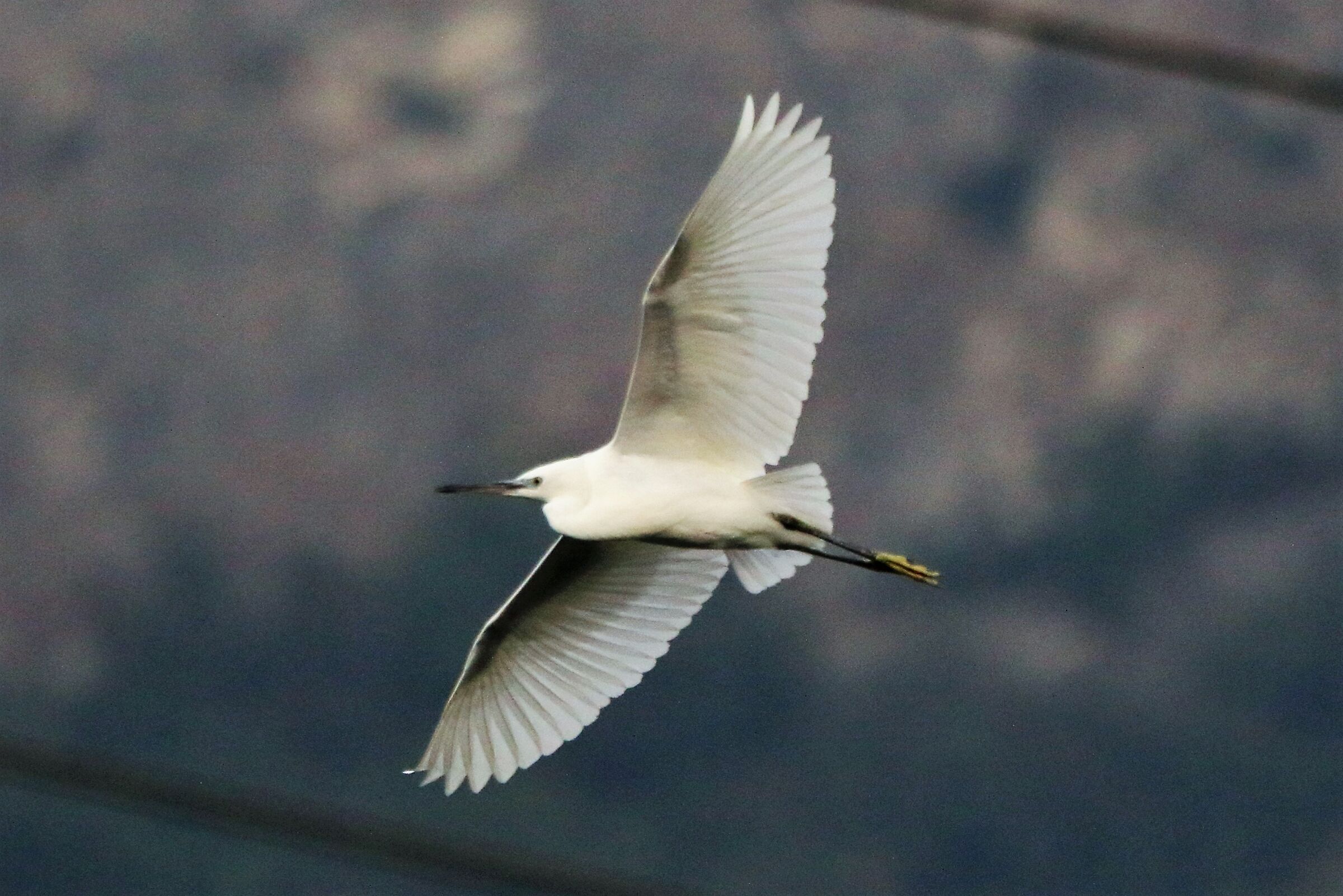 egret