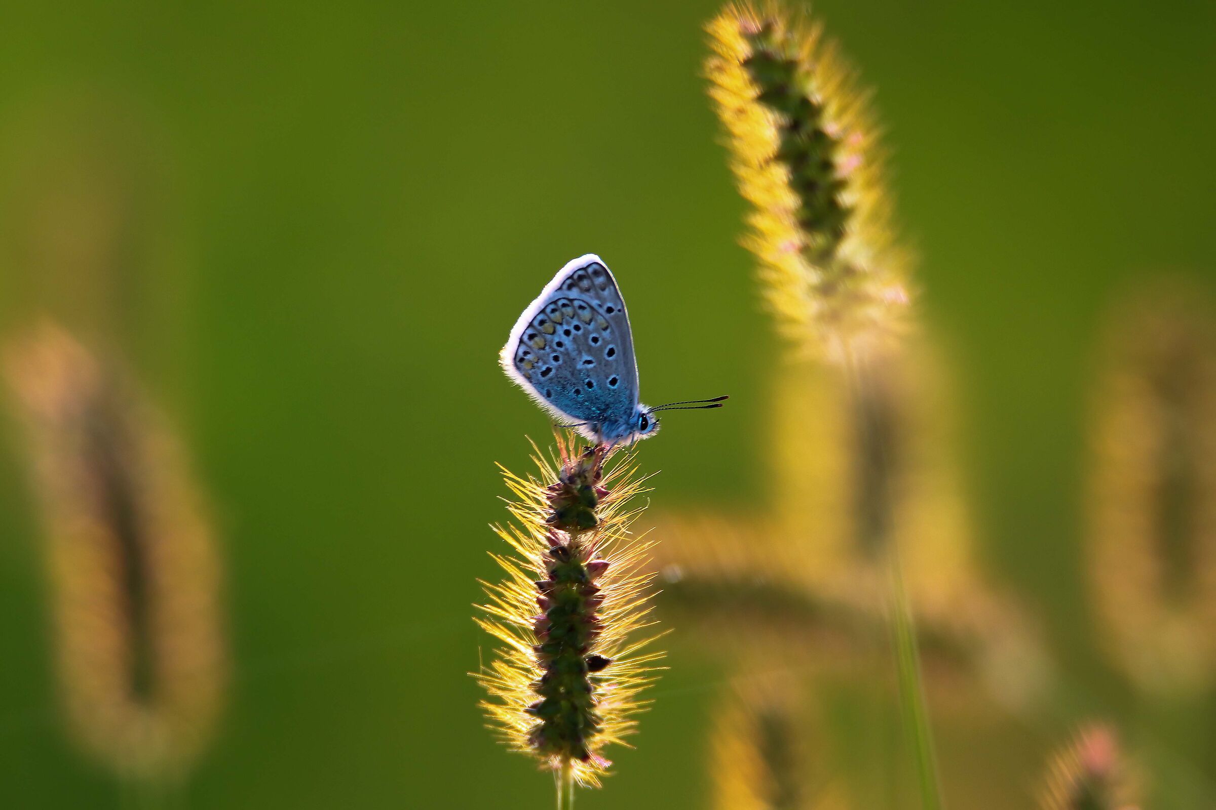 ...alla luce del tramonto ....