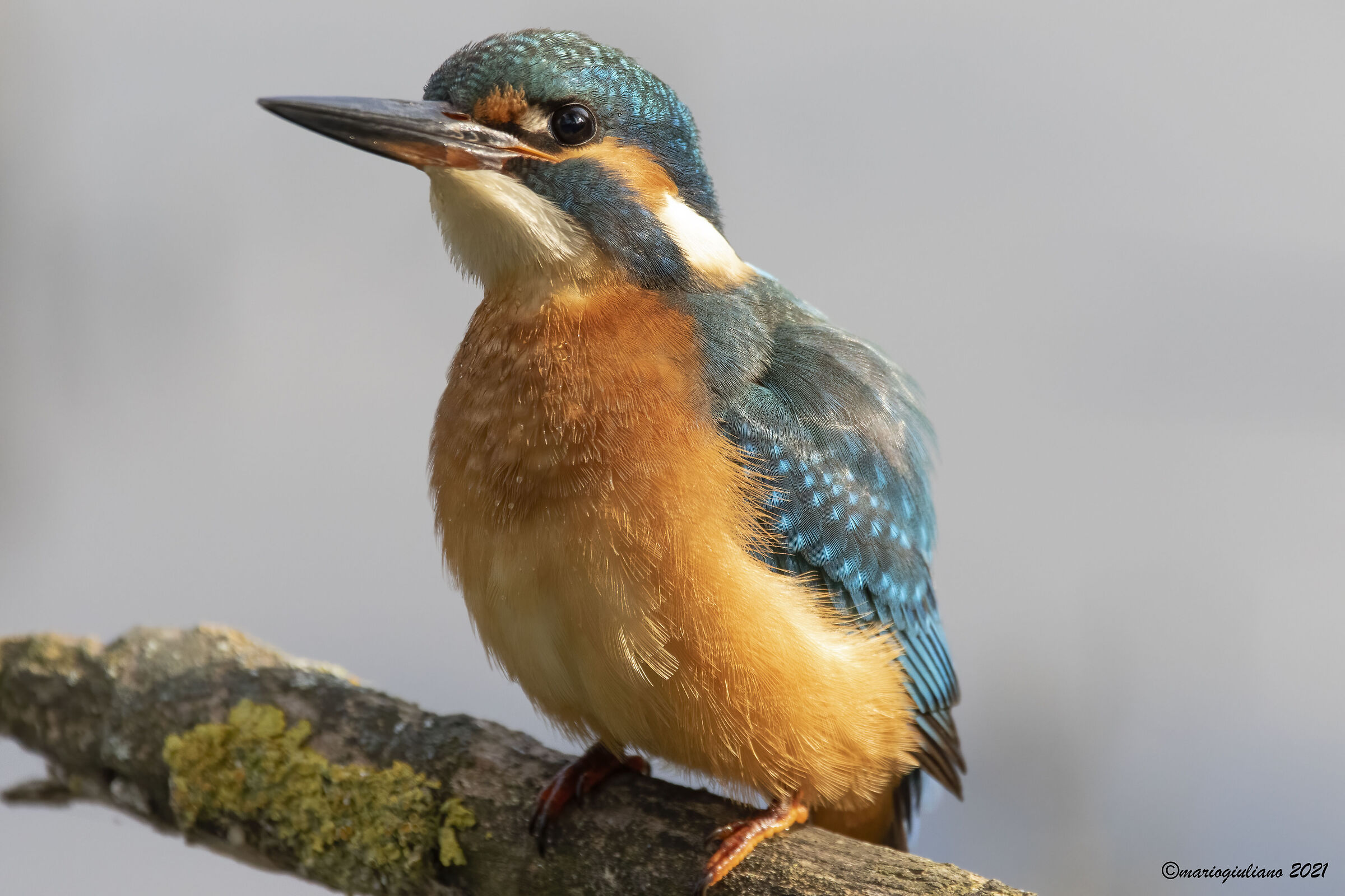 Kingfisher