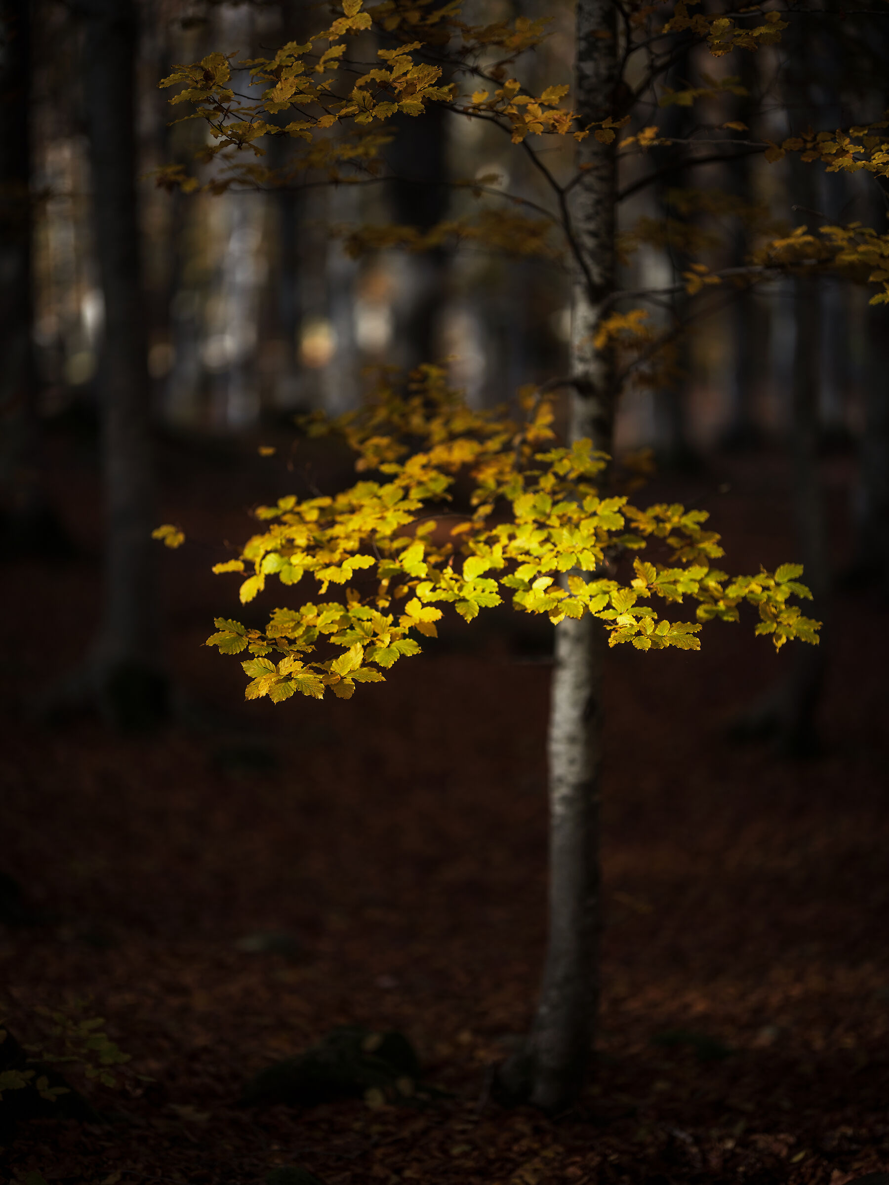 Autunno
