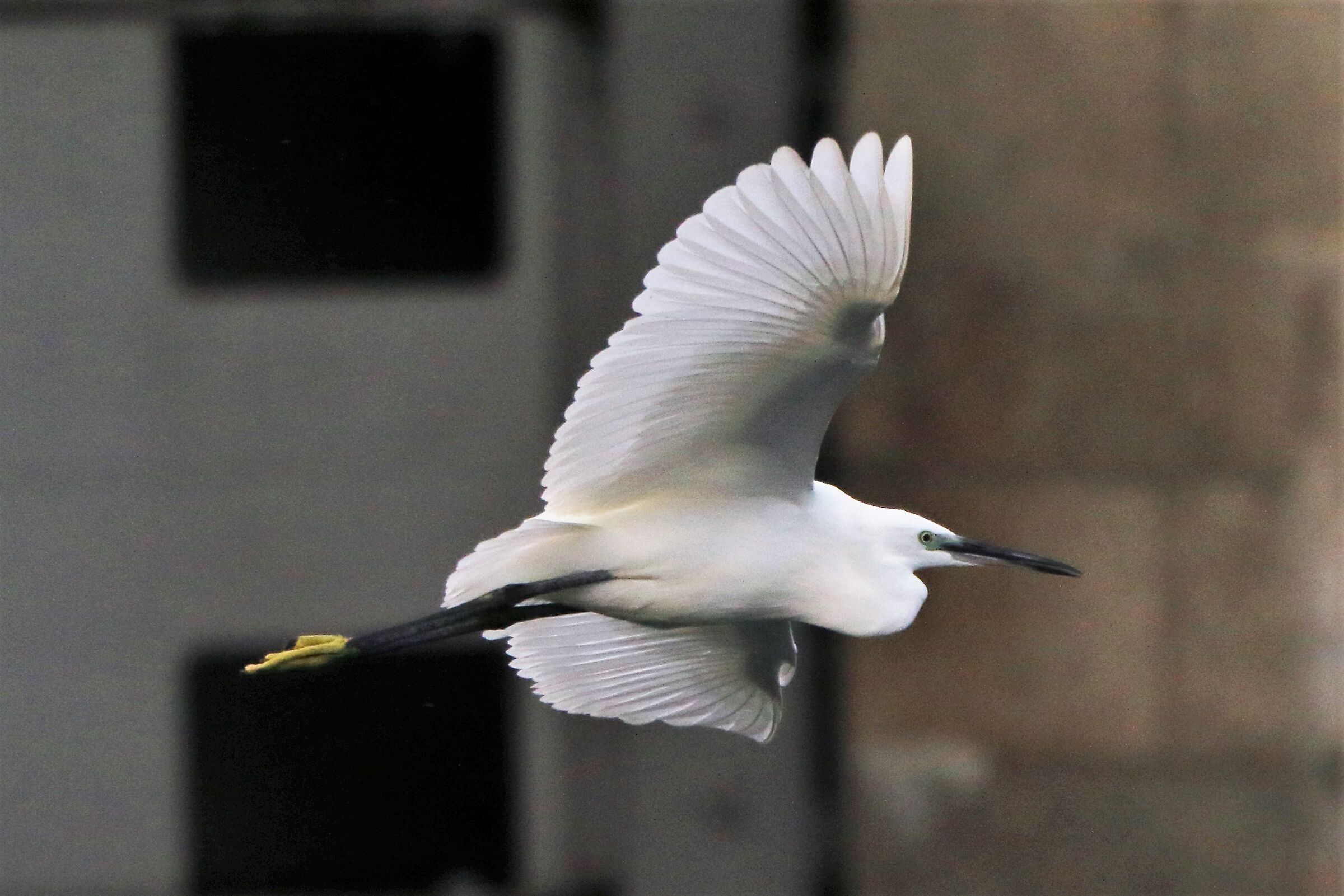 egret
