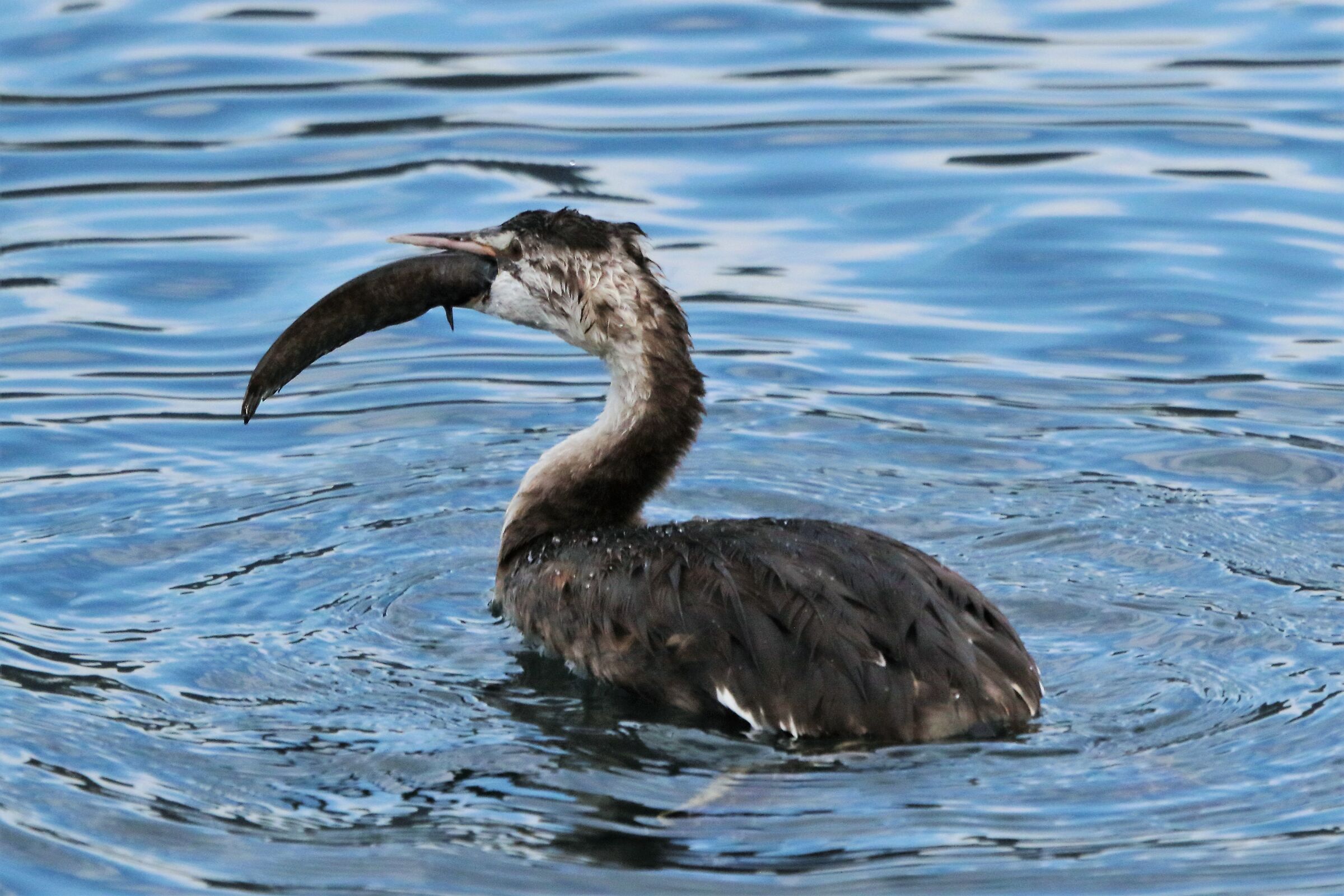 grebe