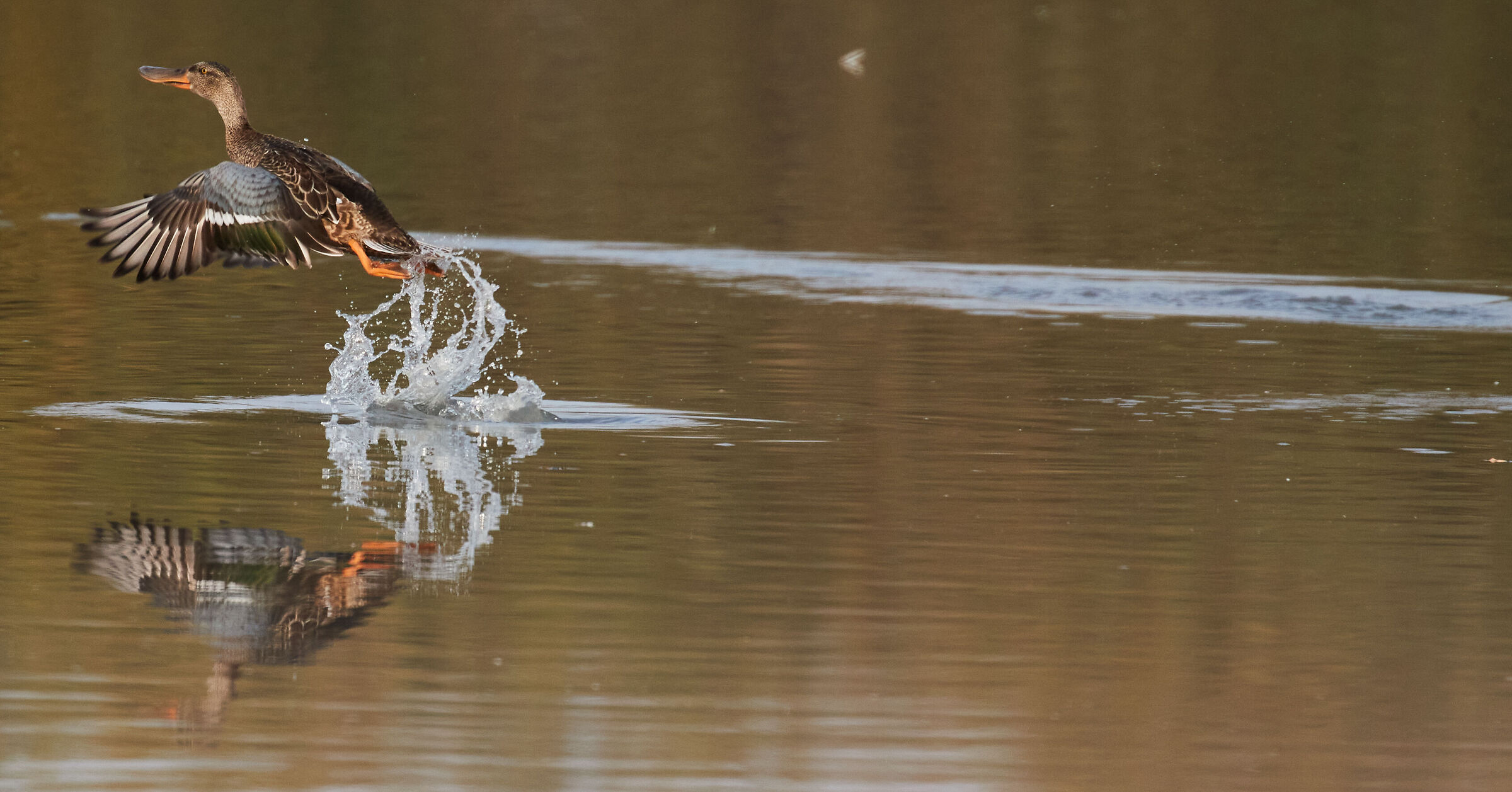mestolone comune (Spatula clypeata )