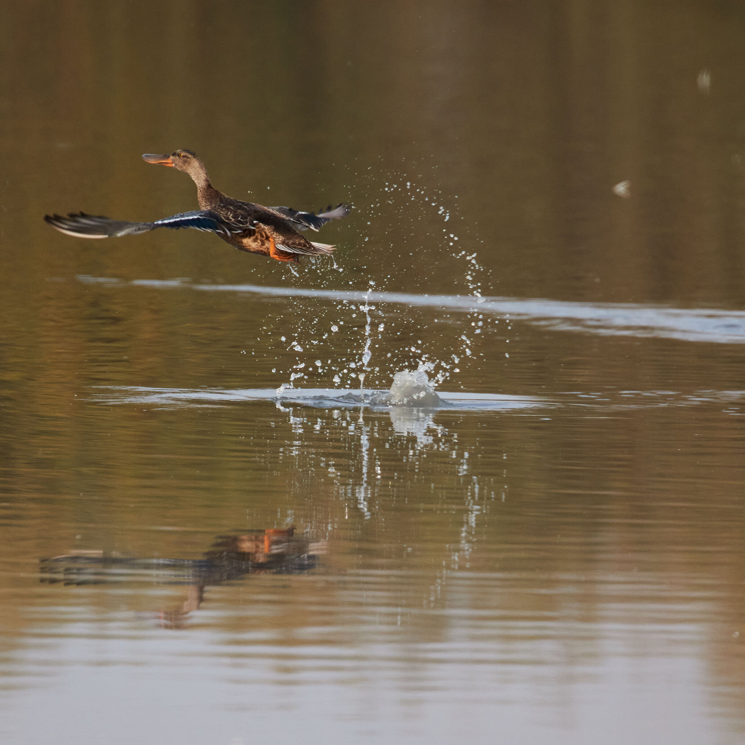 mestolone comune (Spatula clypeata )