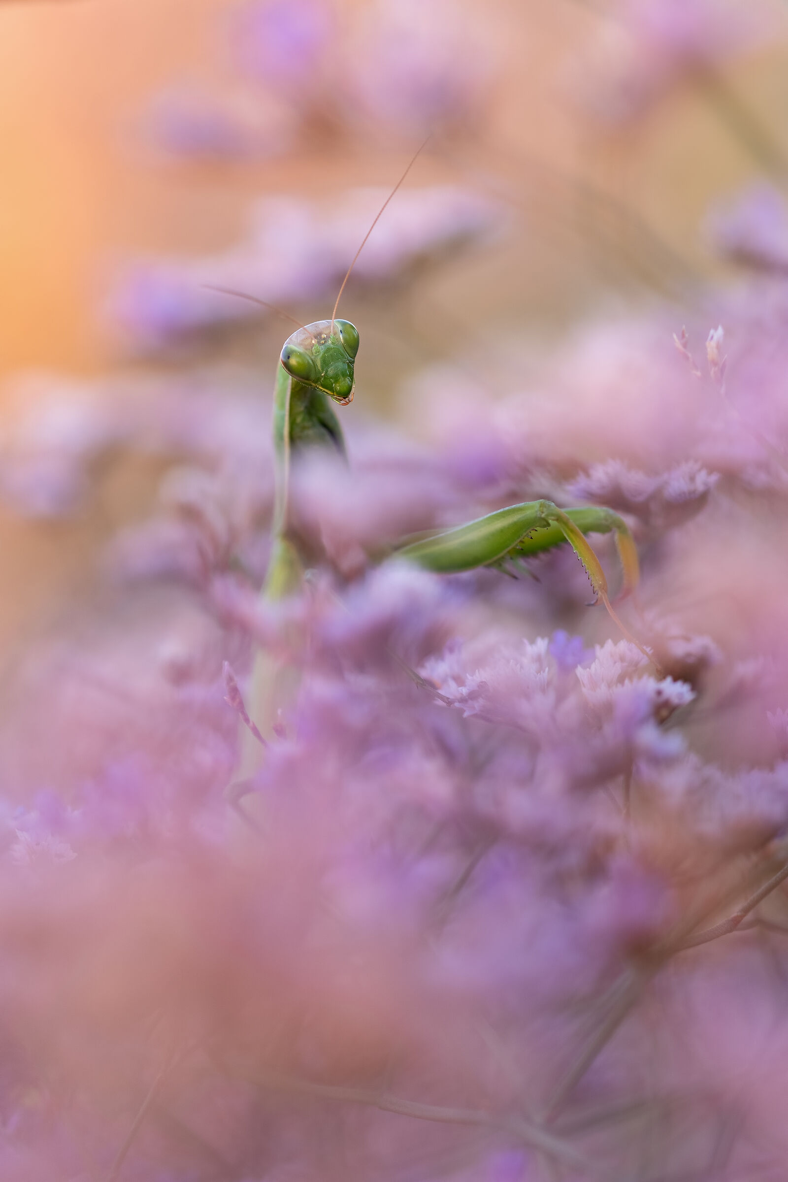Mantide religiosa su Limonio comune