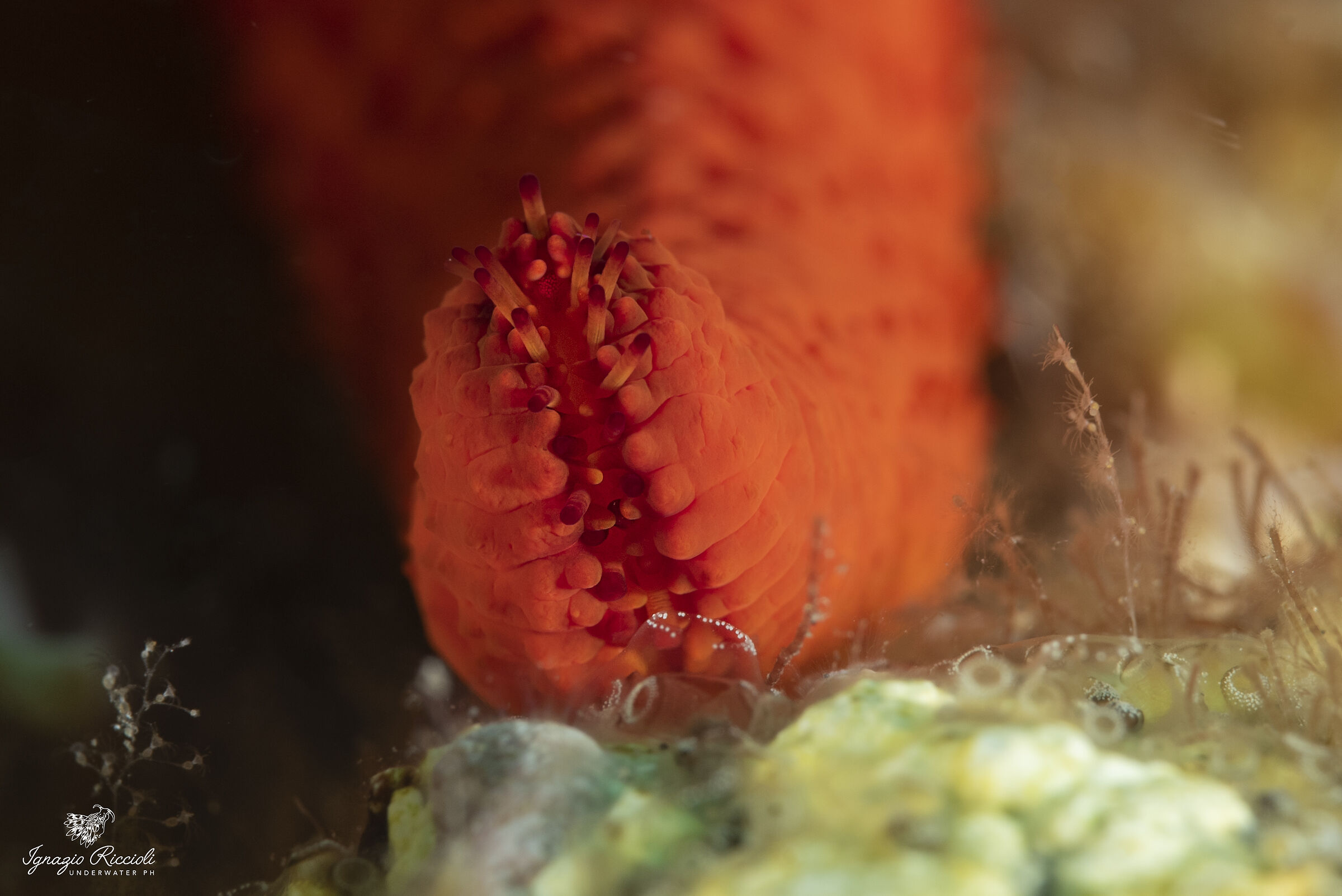 Echinaster sepositus