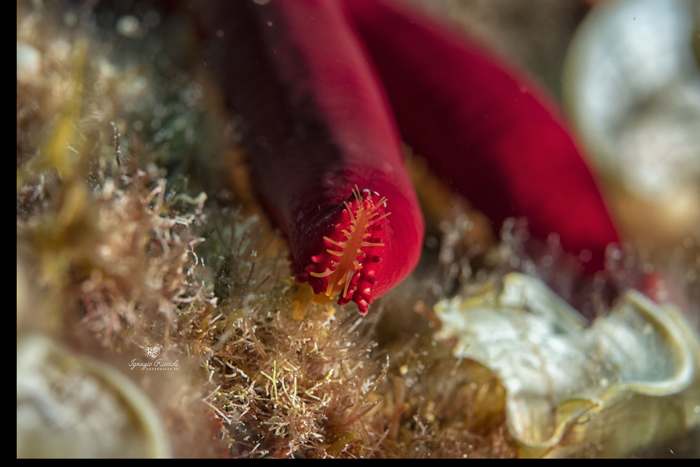 Echinaster sepositus