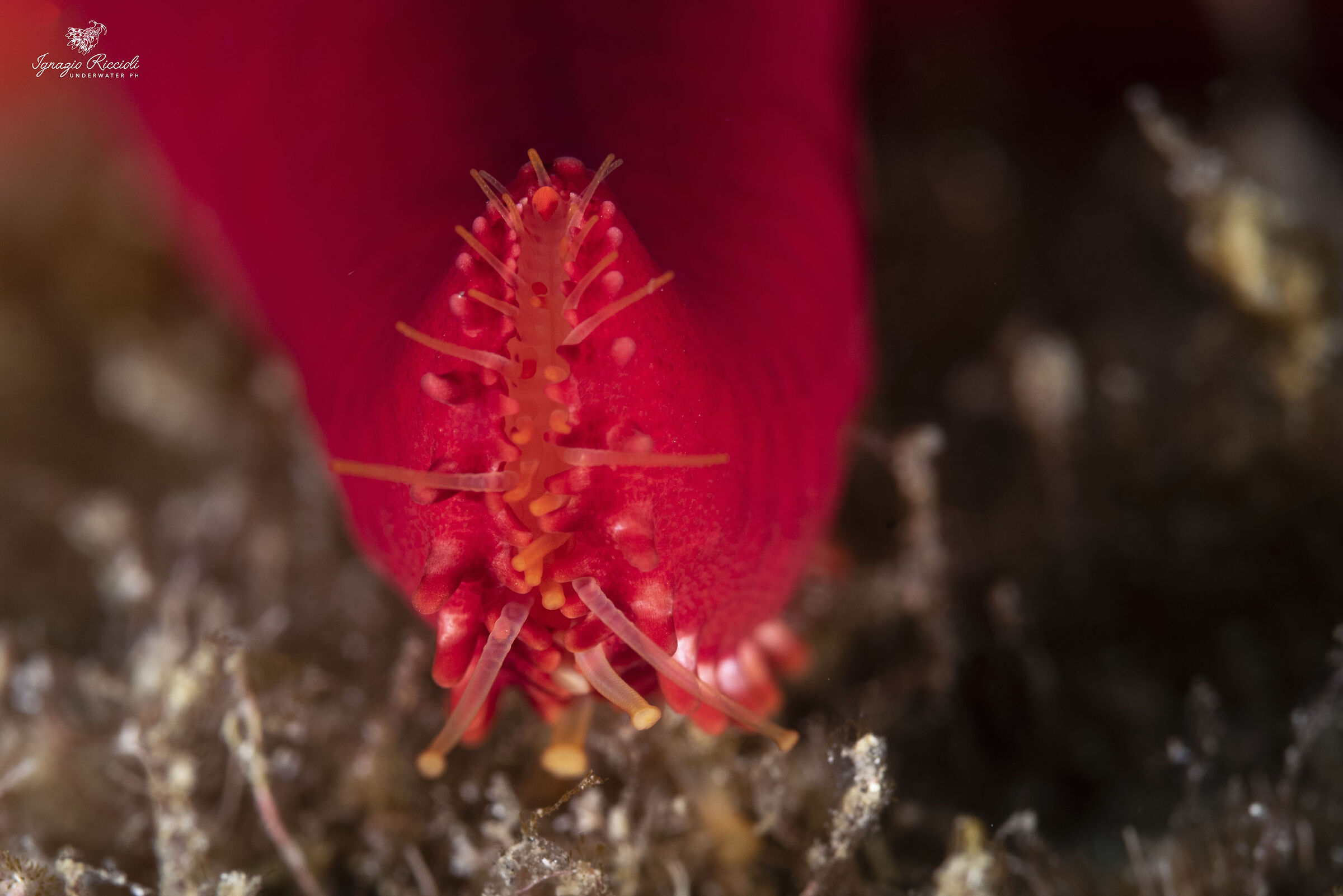 Echinaster sepositus