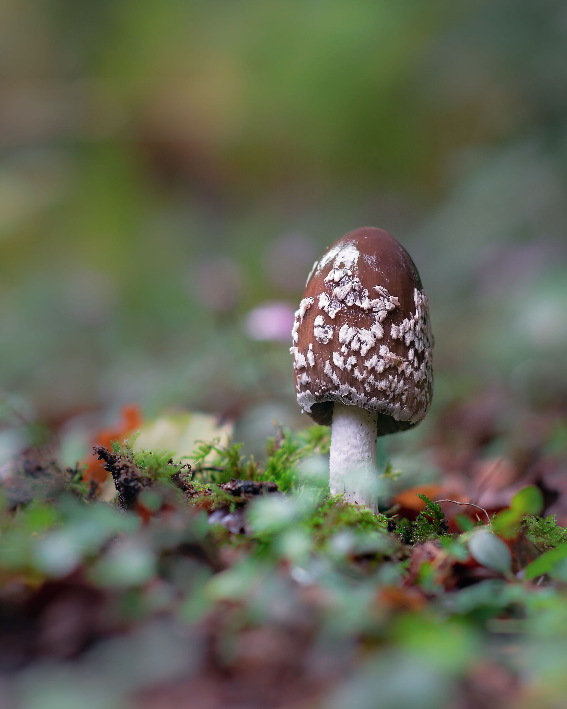 Coprinopsis picacea 1