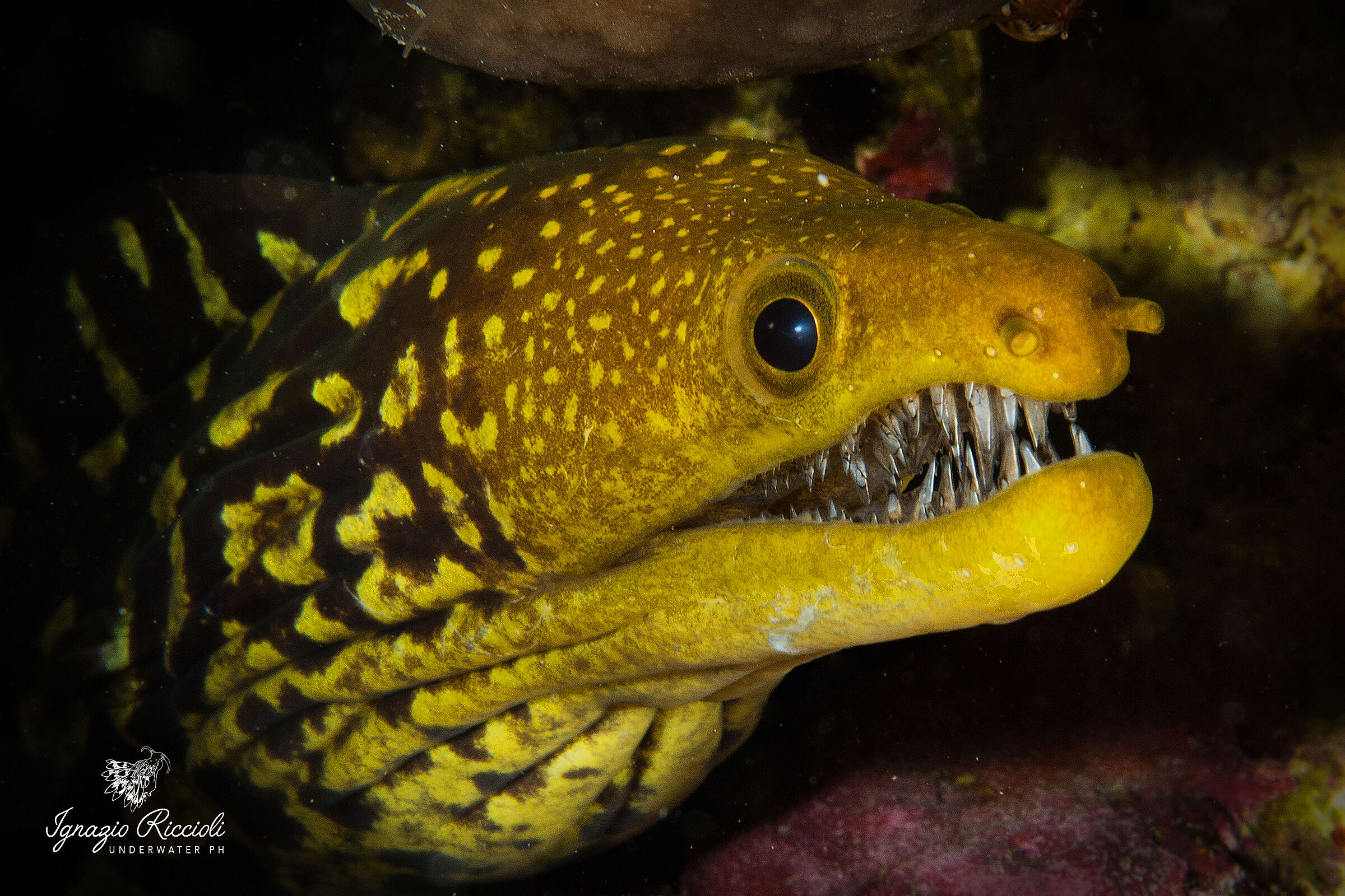 Enchelycore anatina.