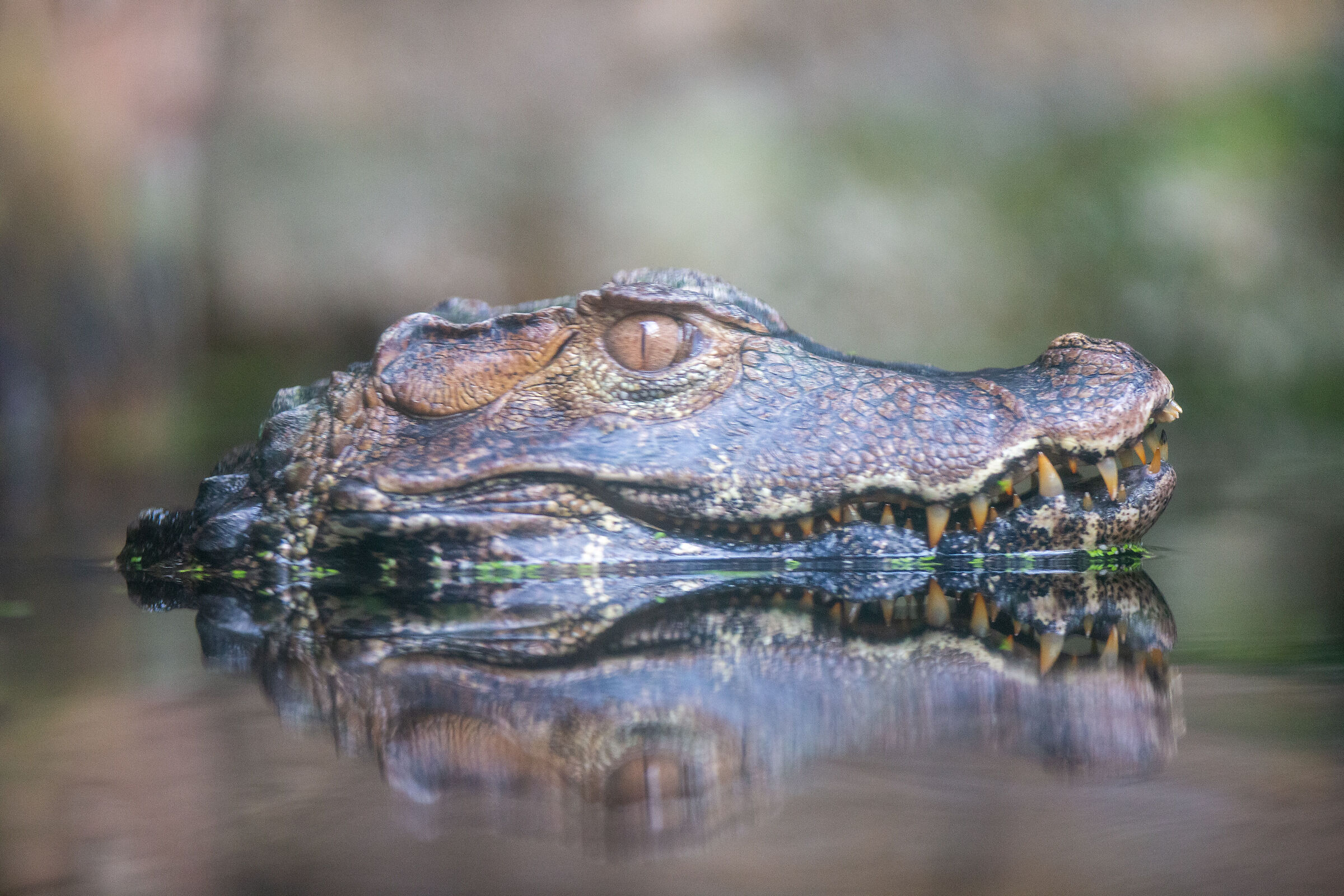 ma il coccodrillo come fa???