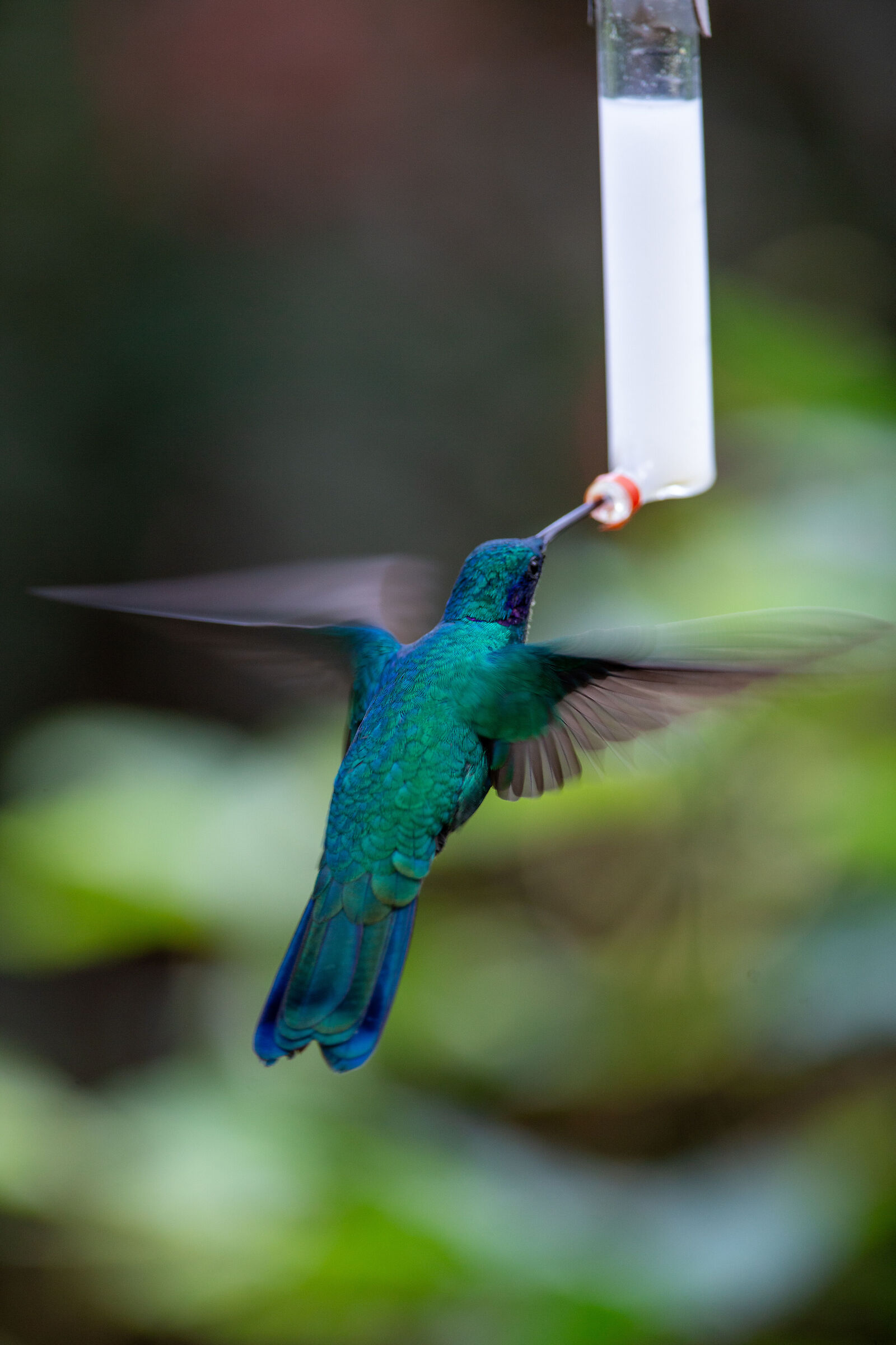 colibrì