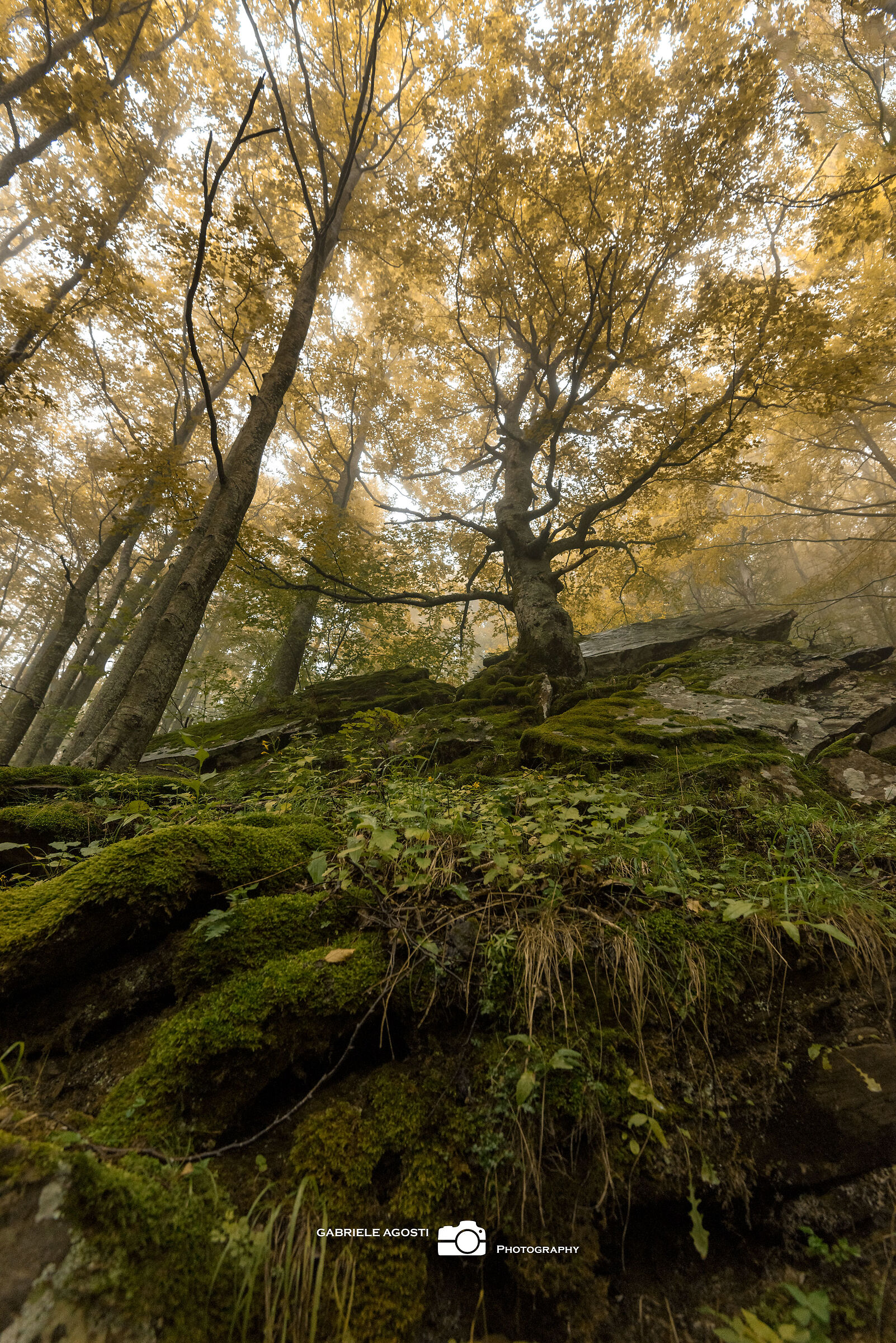 The Guardian of the Forest