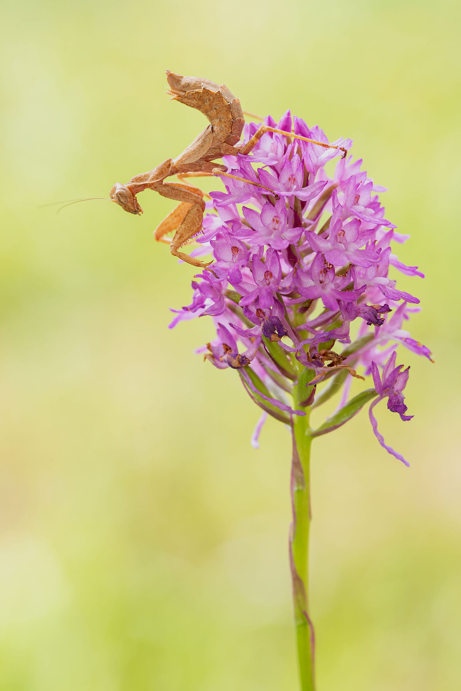 Ameles spallanzania(Rossi, 1792)