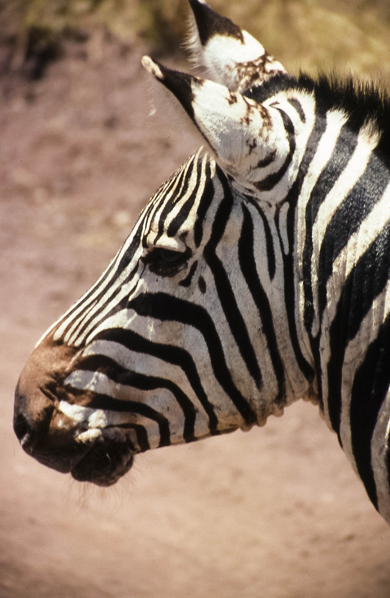 zebra