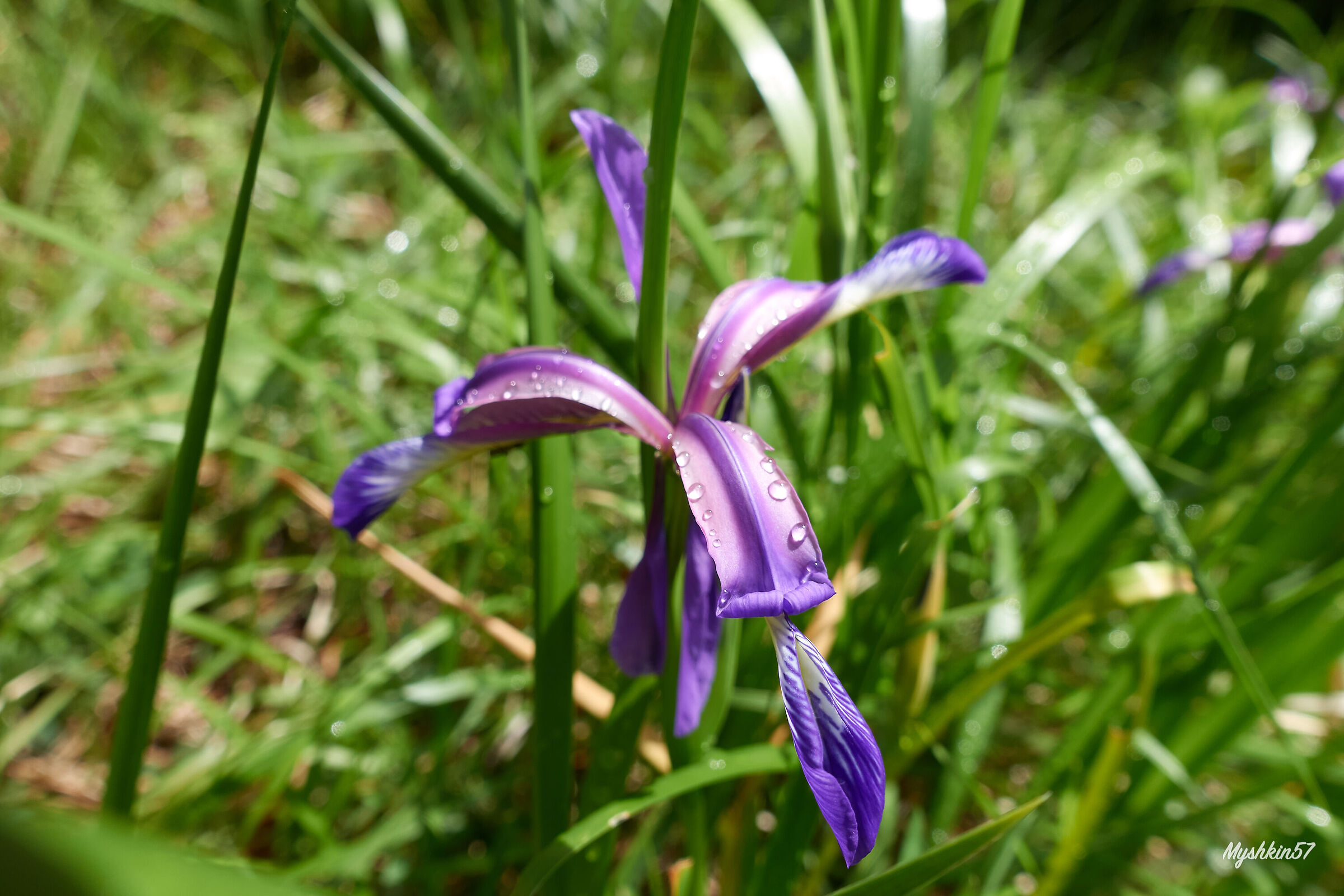 Iris trilobato