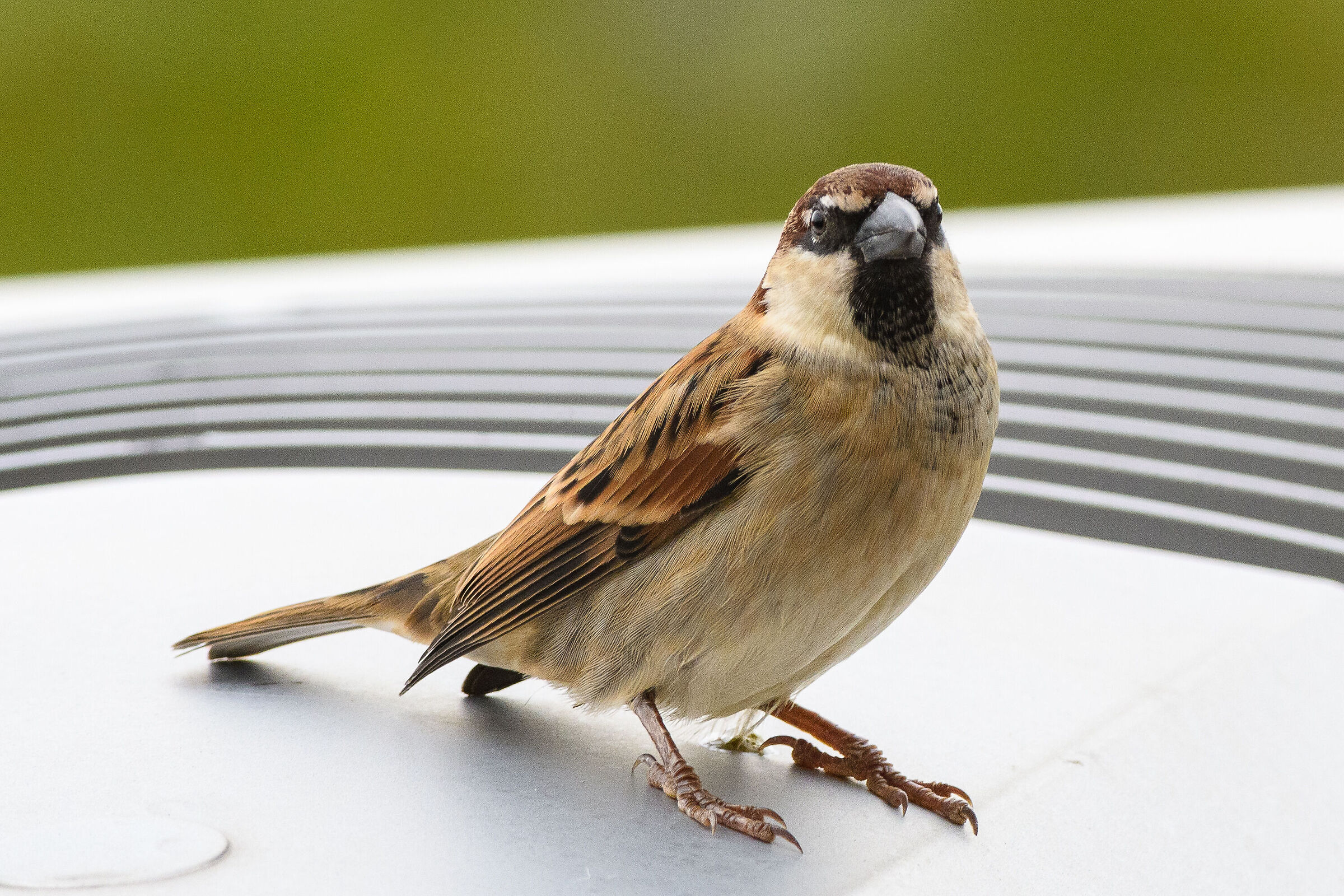 Sparrow