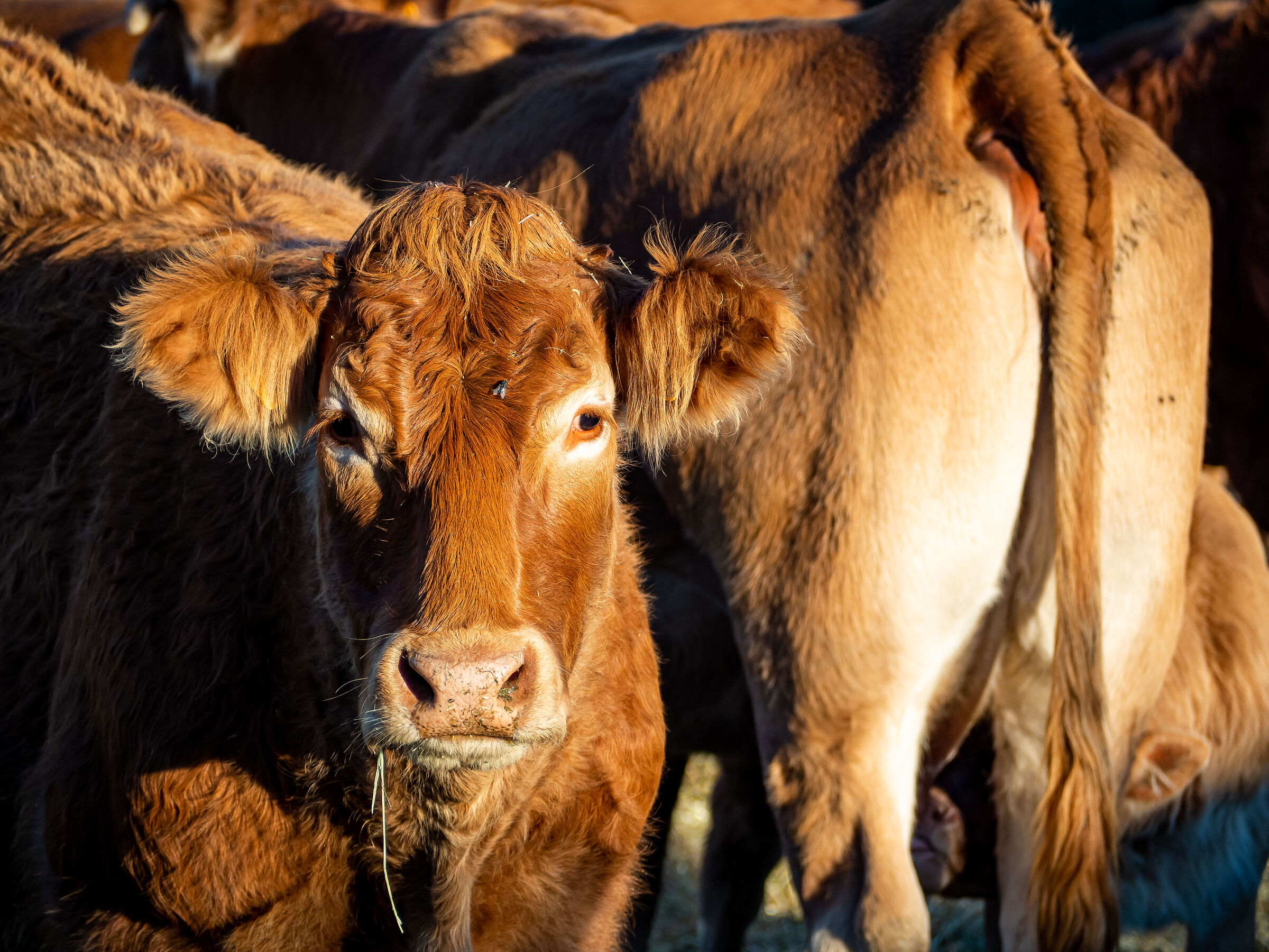 Grazing