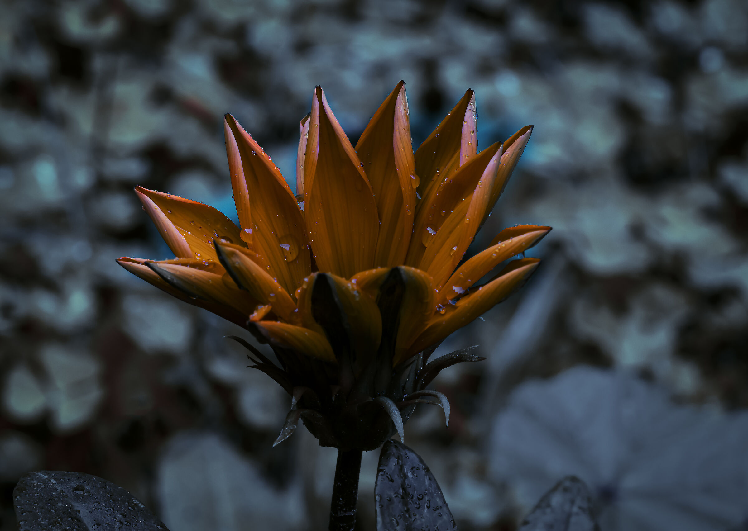 cold flower