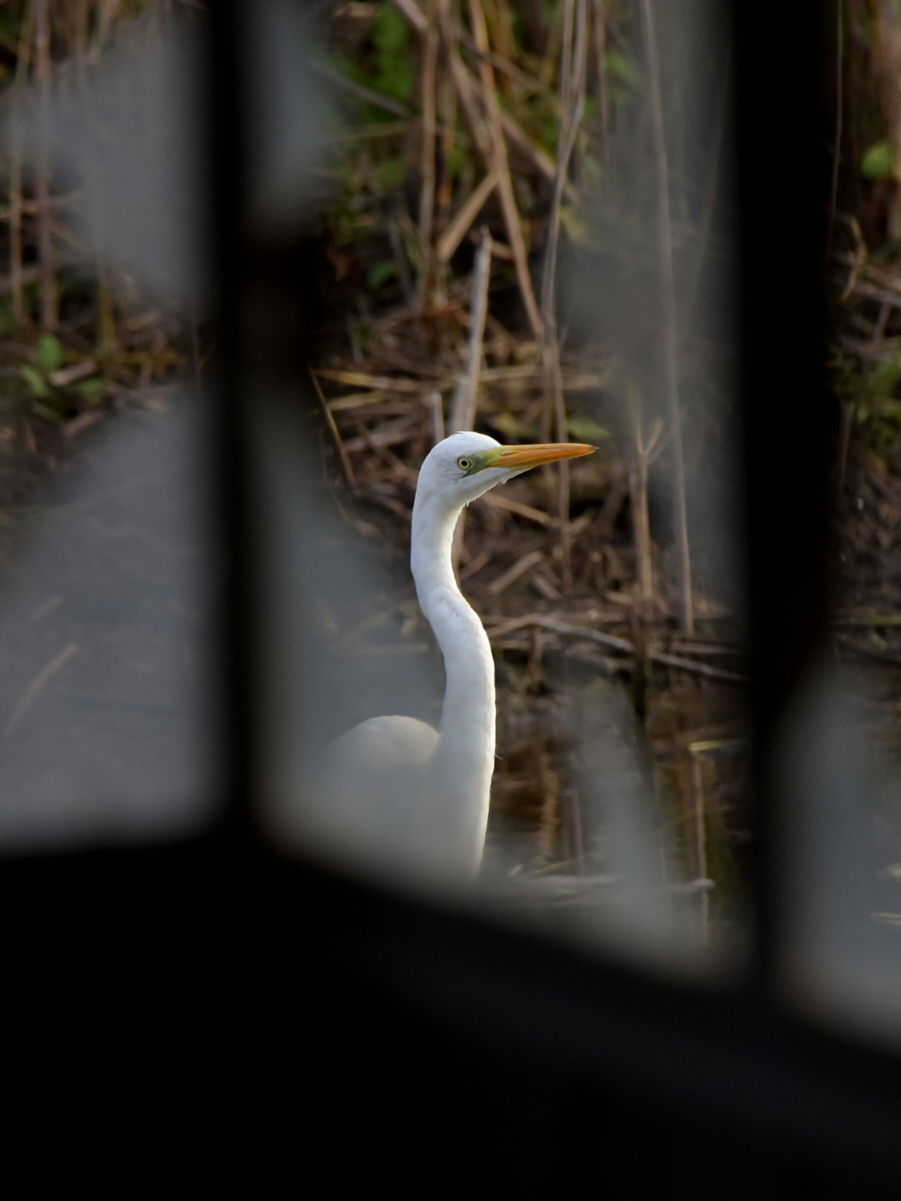 windows on the animal world