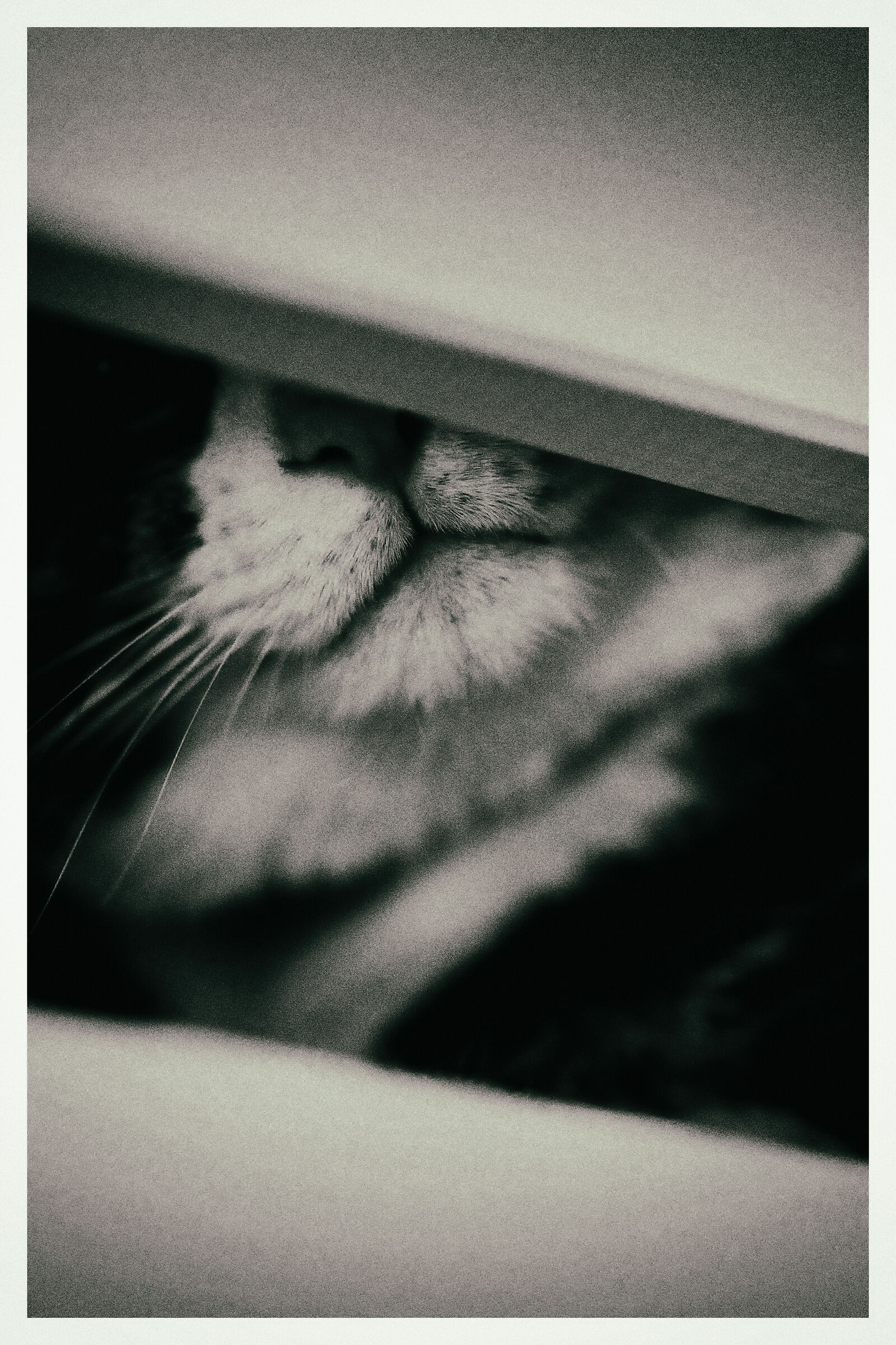 vintage cat