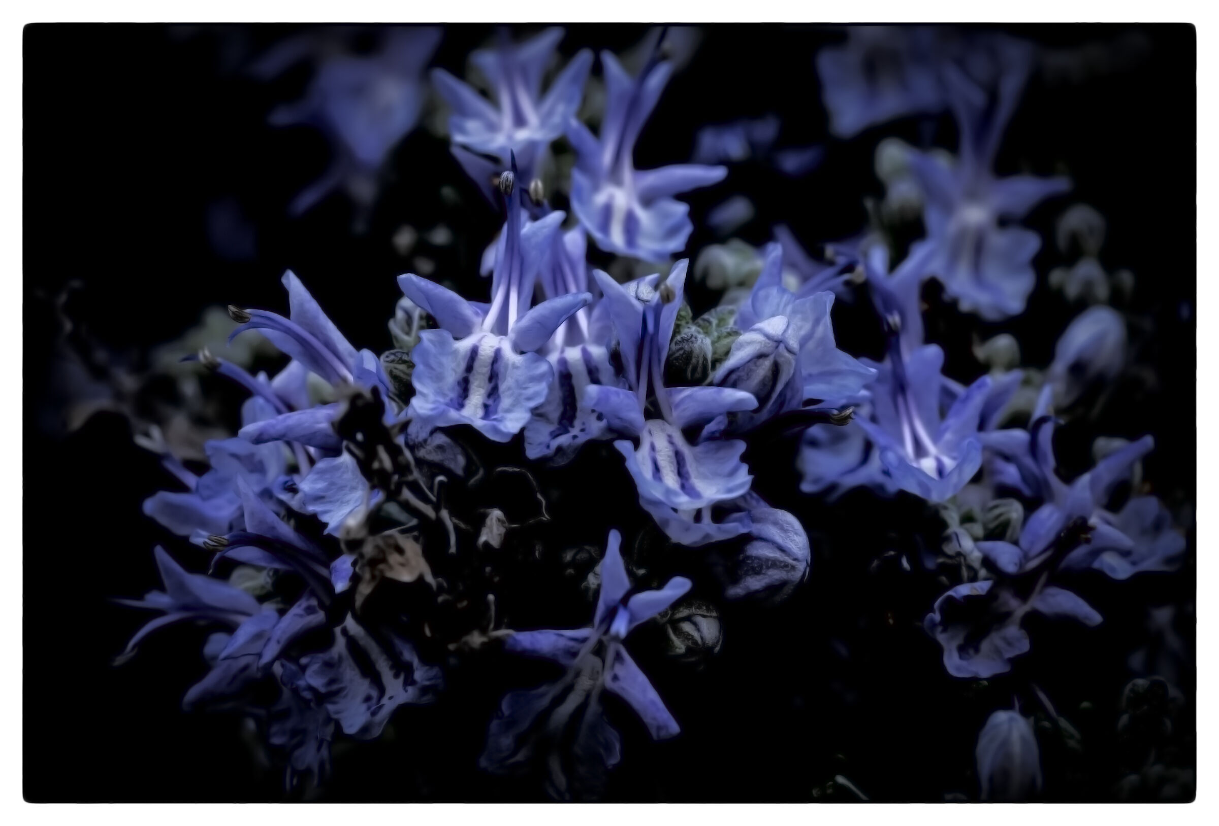 bluette