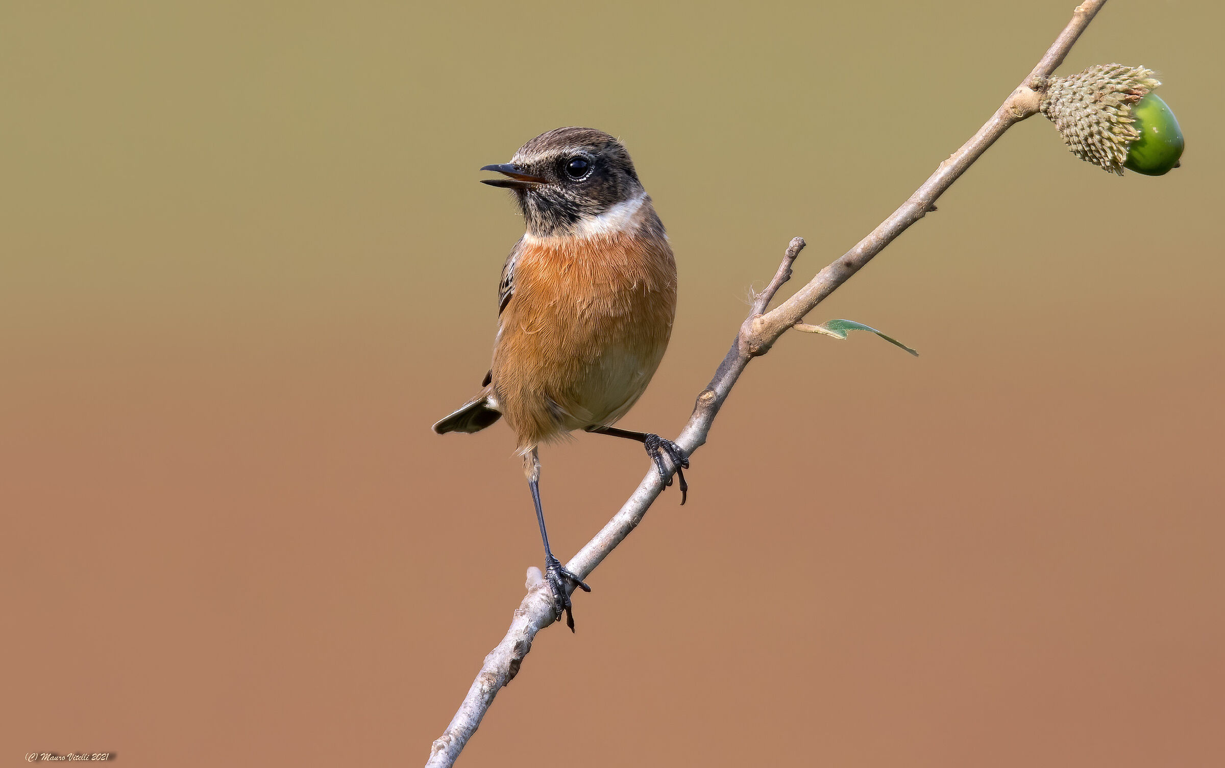 Saltimpalo (Saxicola torquatus)