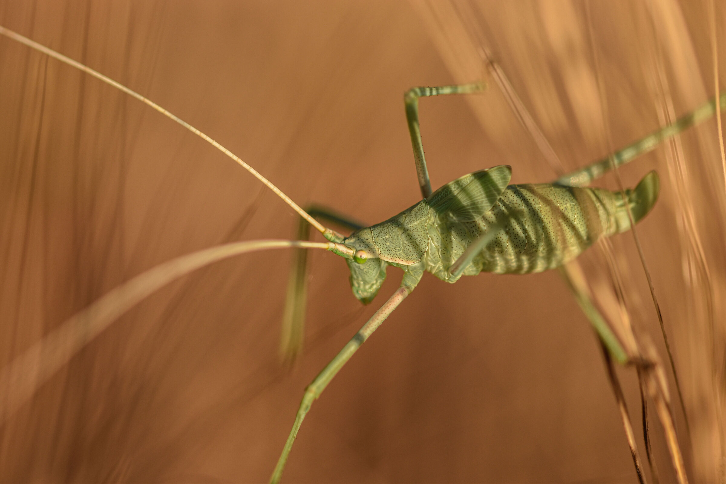 Leptophyes punctatissima - Linee