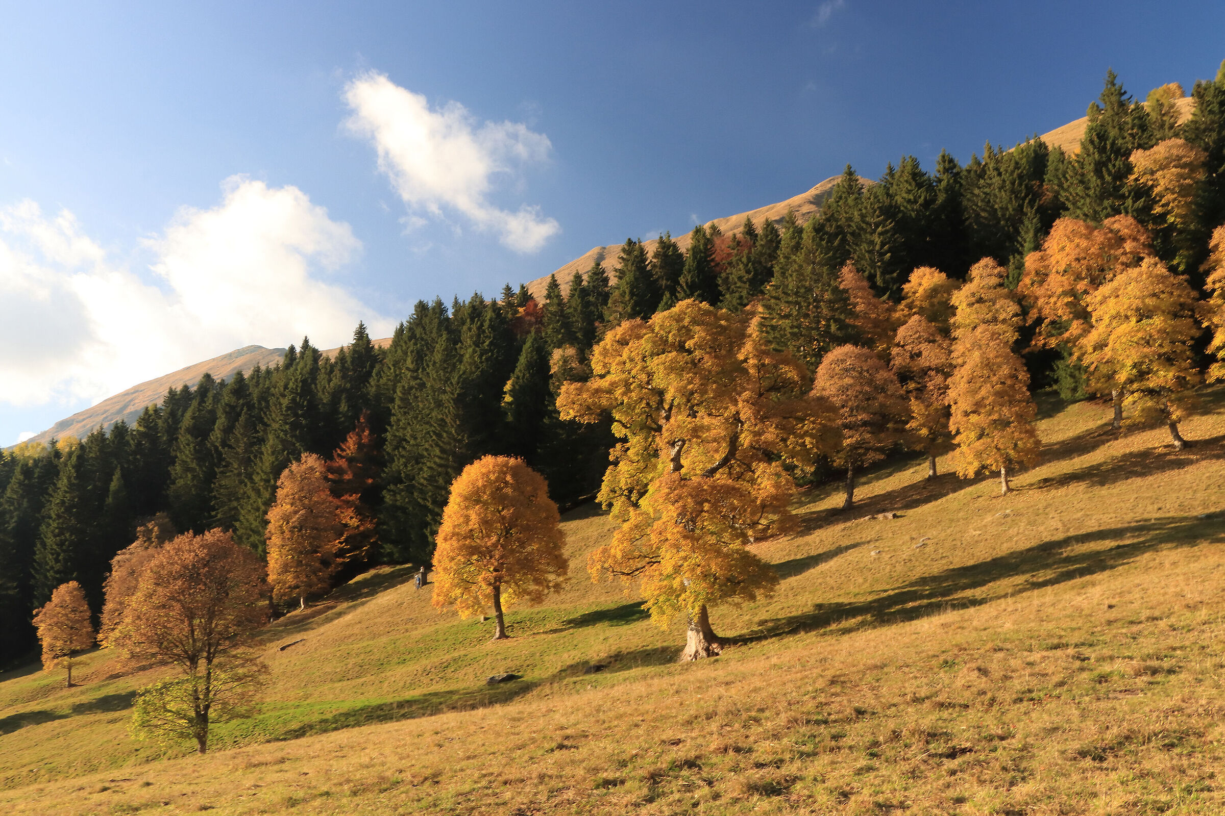 i grandi aceri dei Campelli