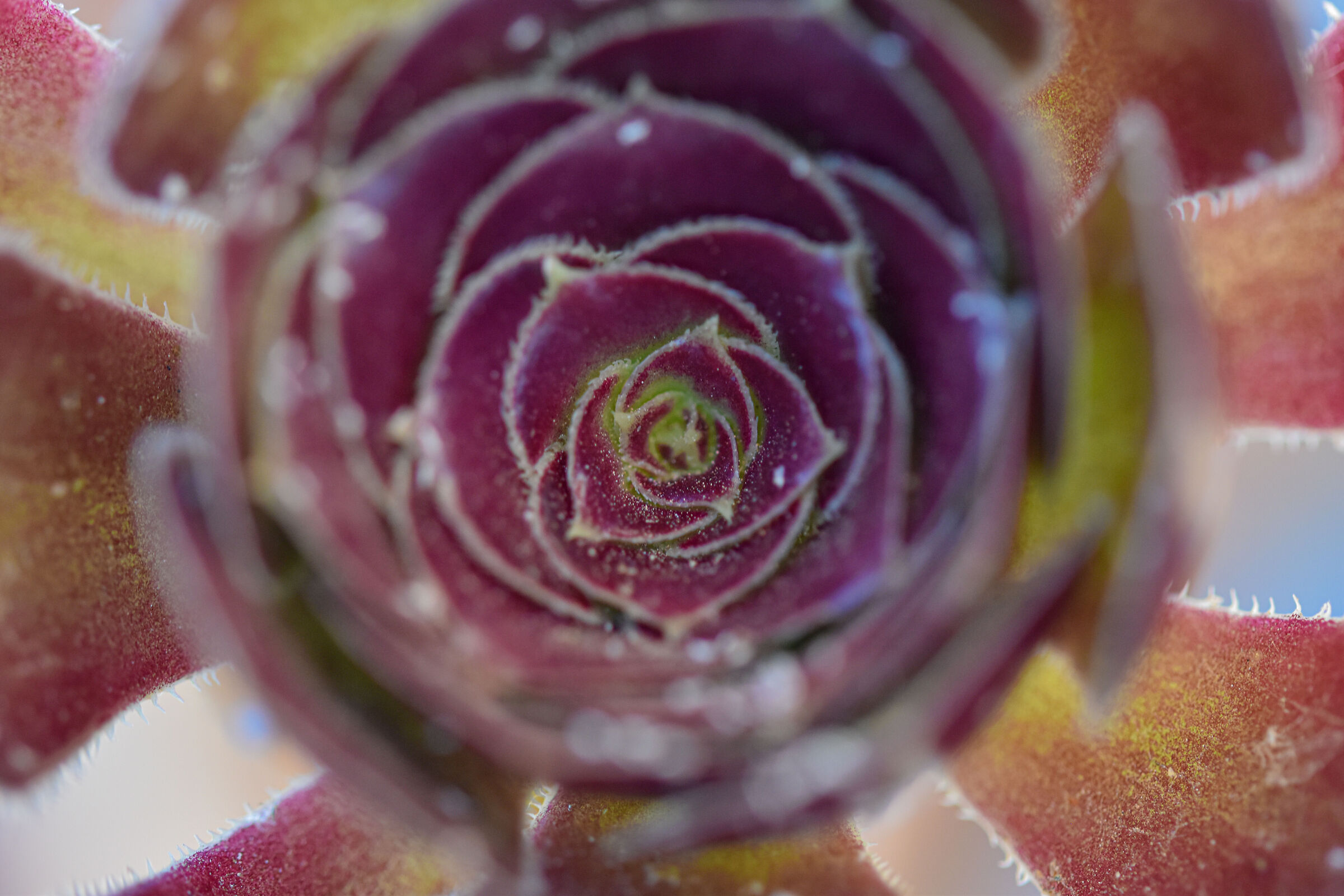 Ecstasy from succulent plant