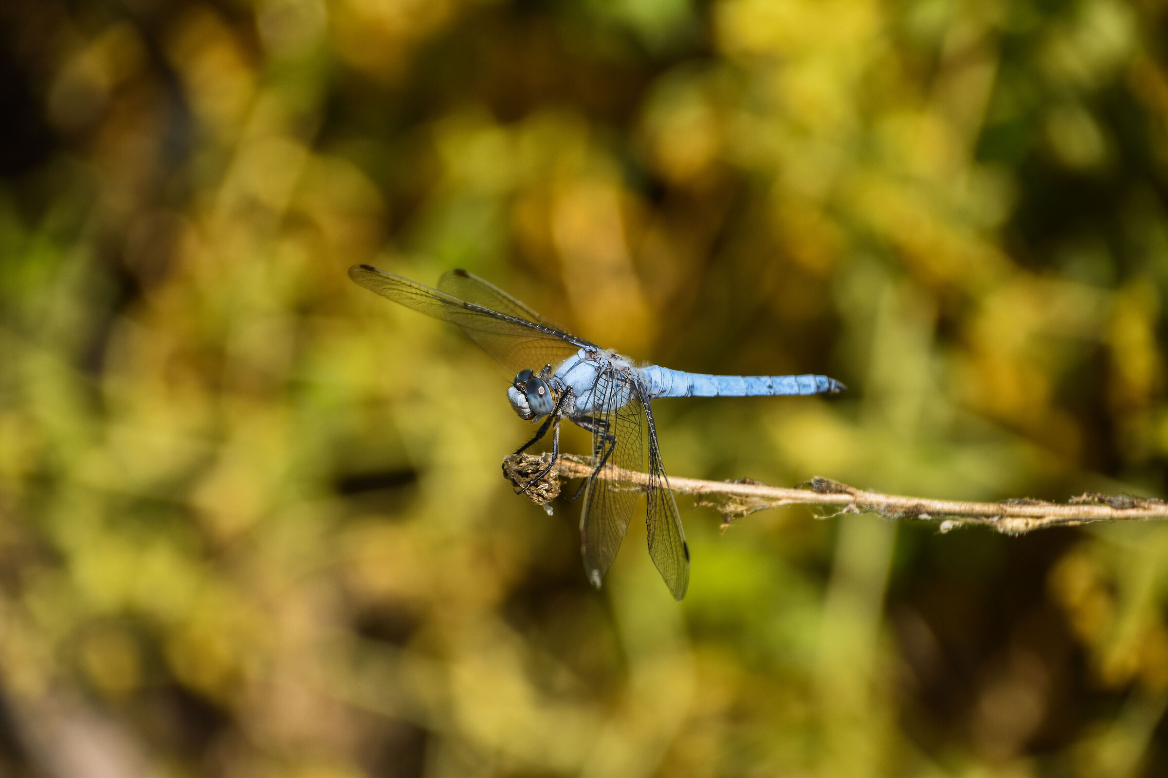 Dragonfly