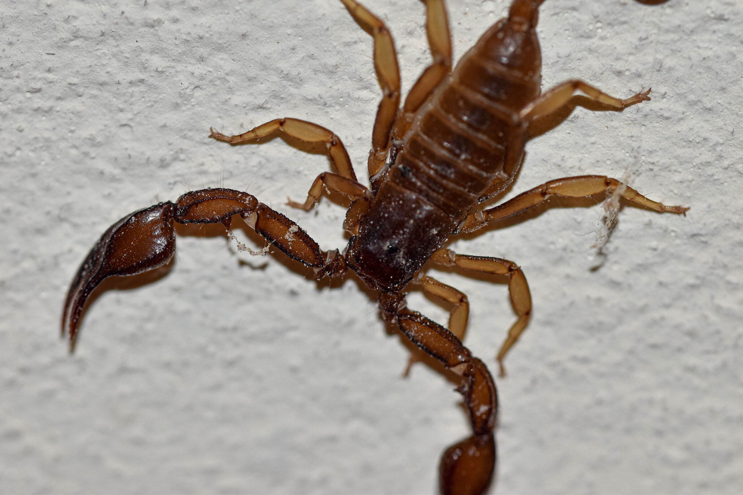 Euscorpius italicus