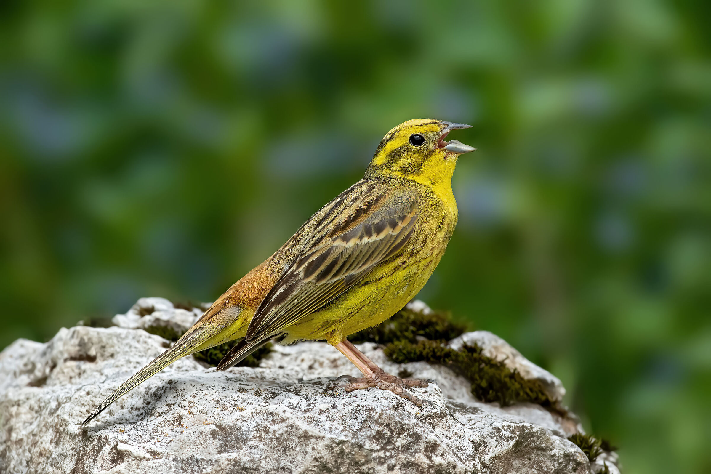 Zigolo yellow ln canto