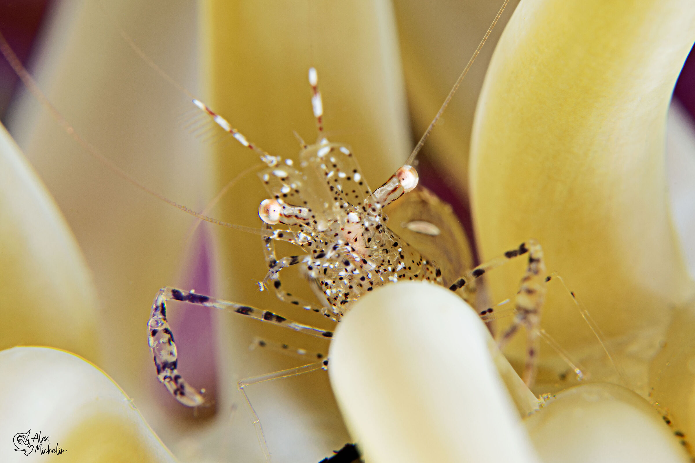 gamberetto gara estemporanea