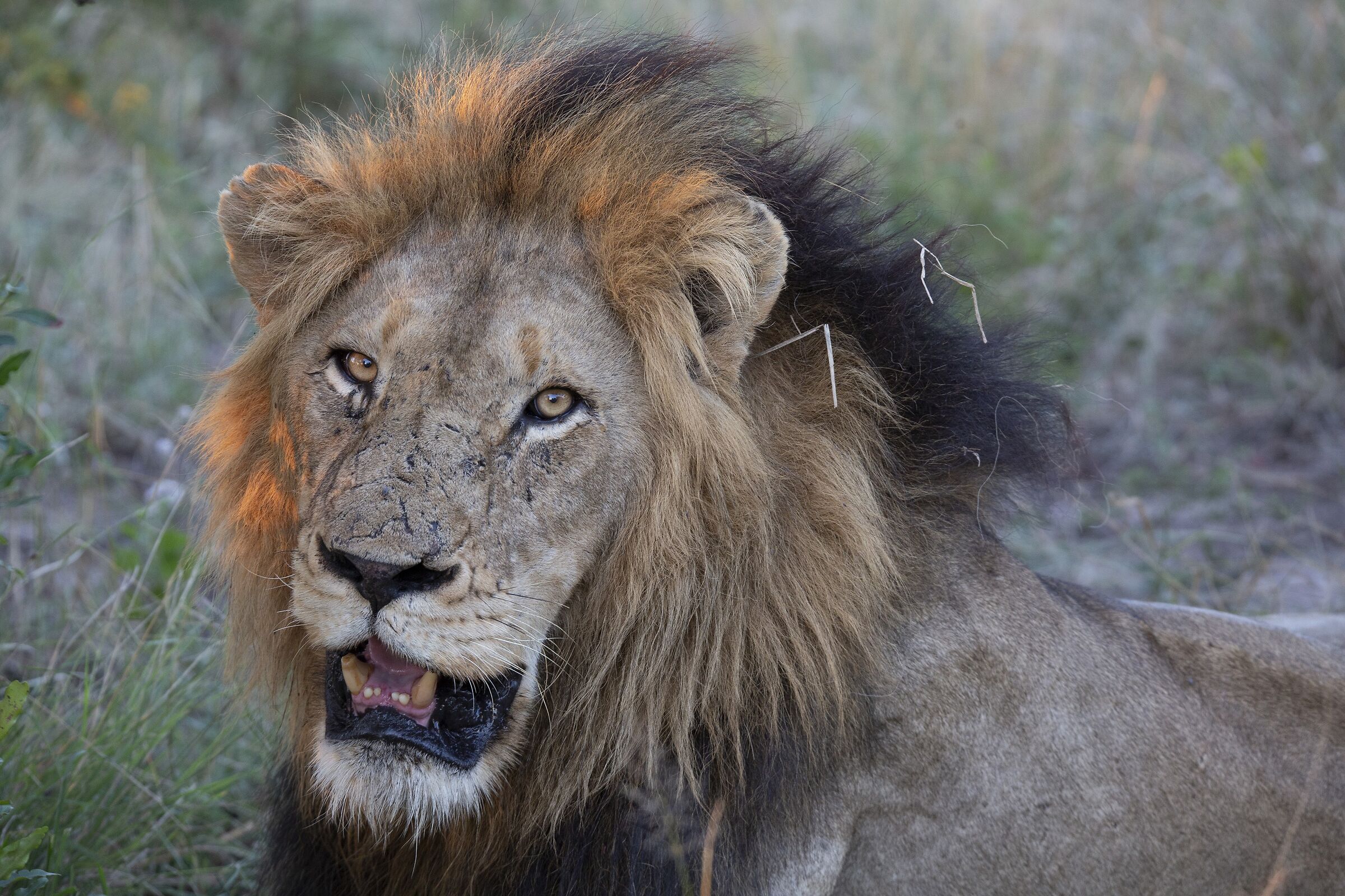 Semplicemente... Sua maestà...