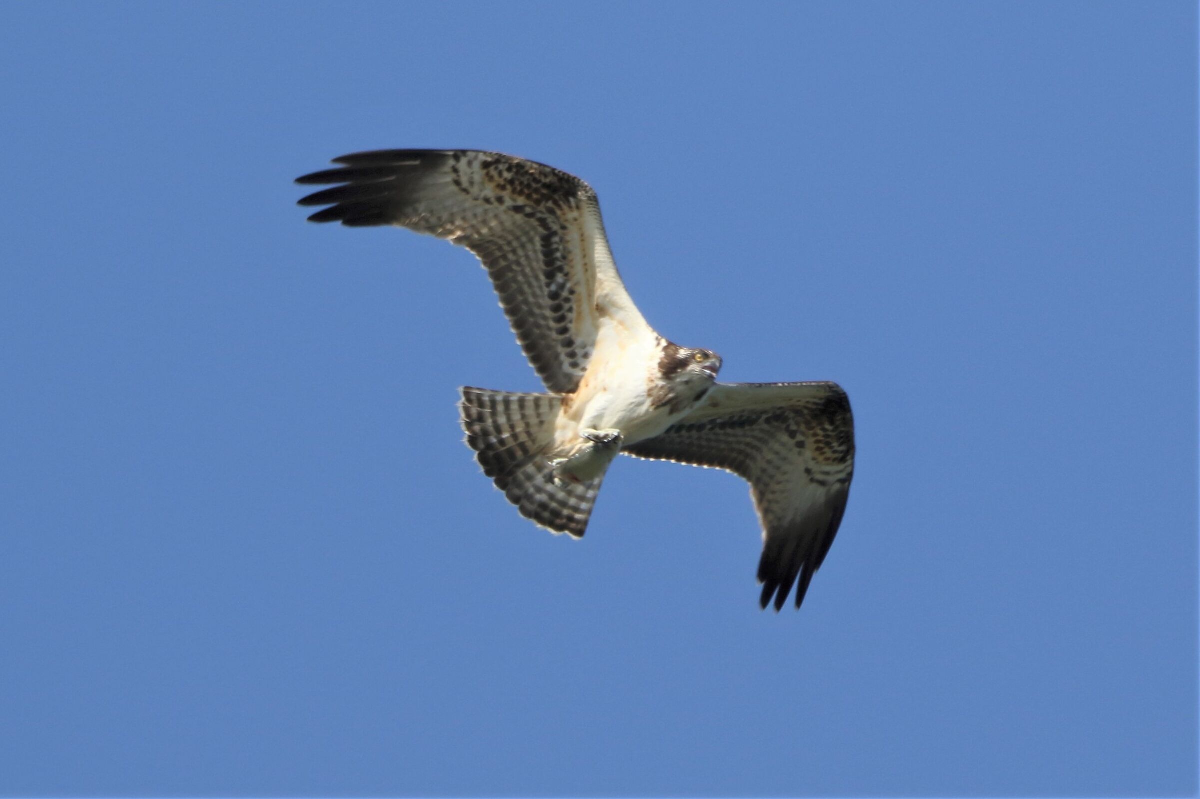 Osprey with prey 203