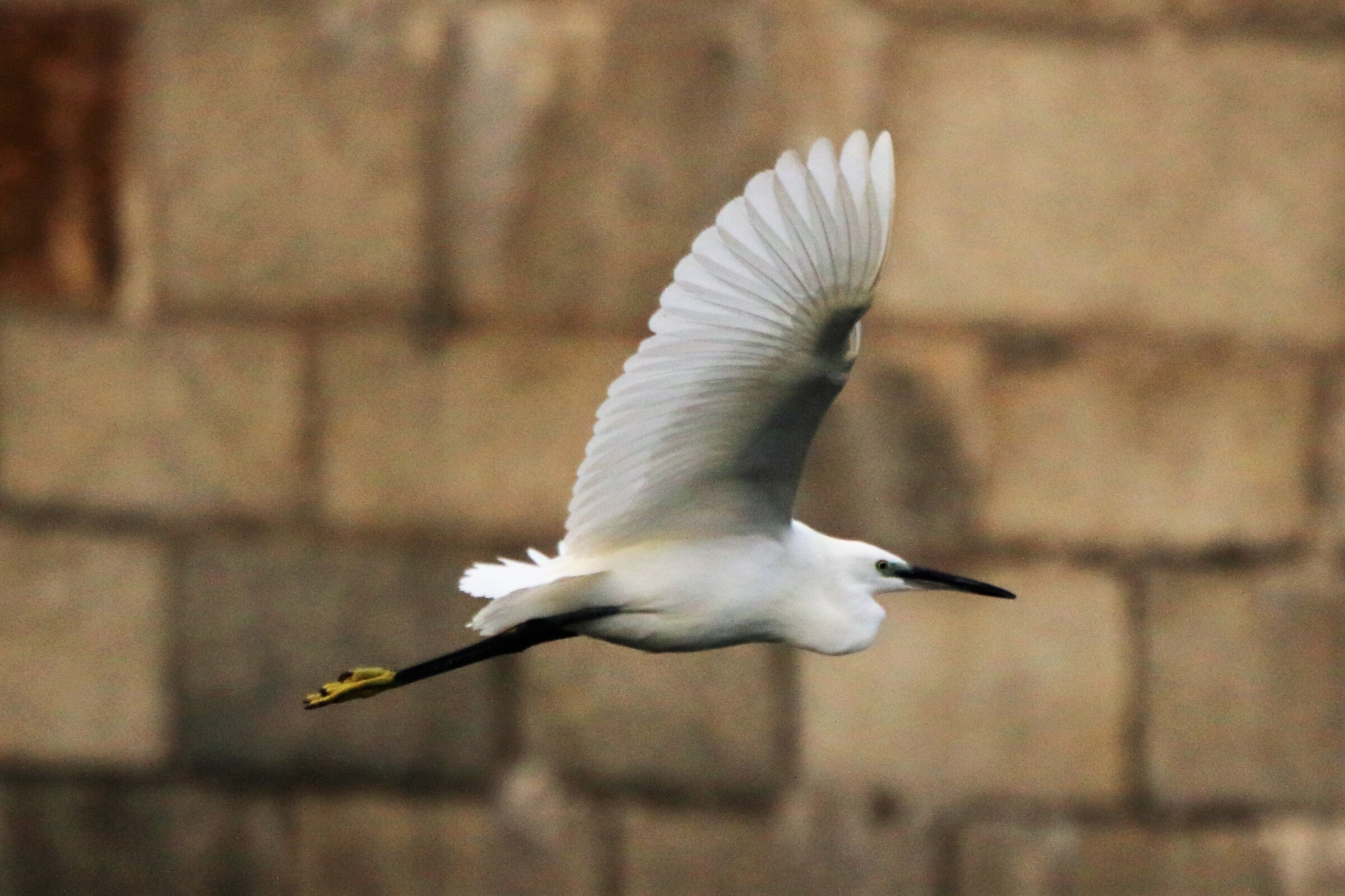 egret