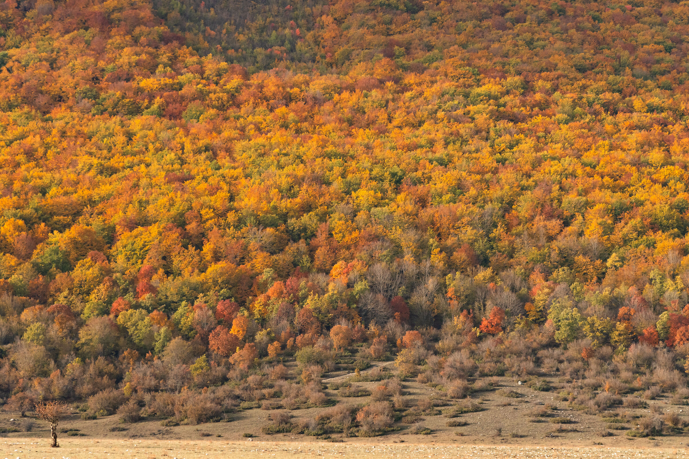 Autumn palette