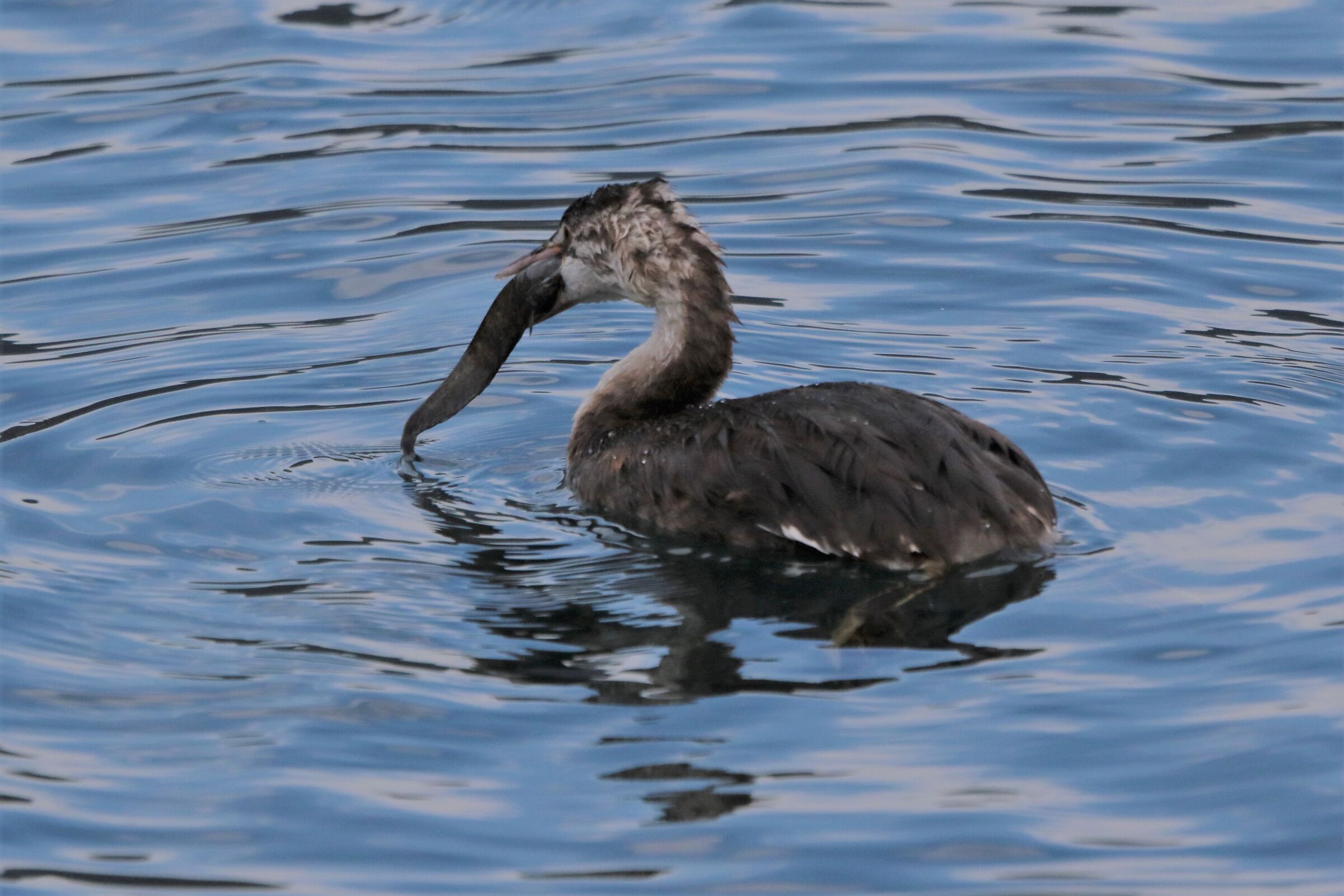 grebe