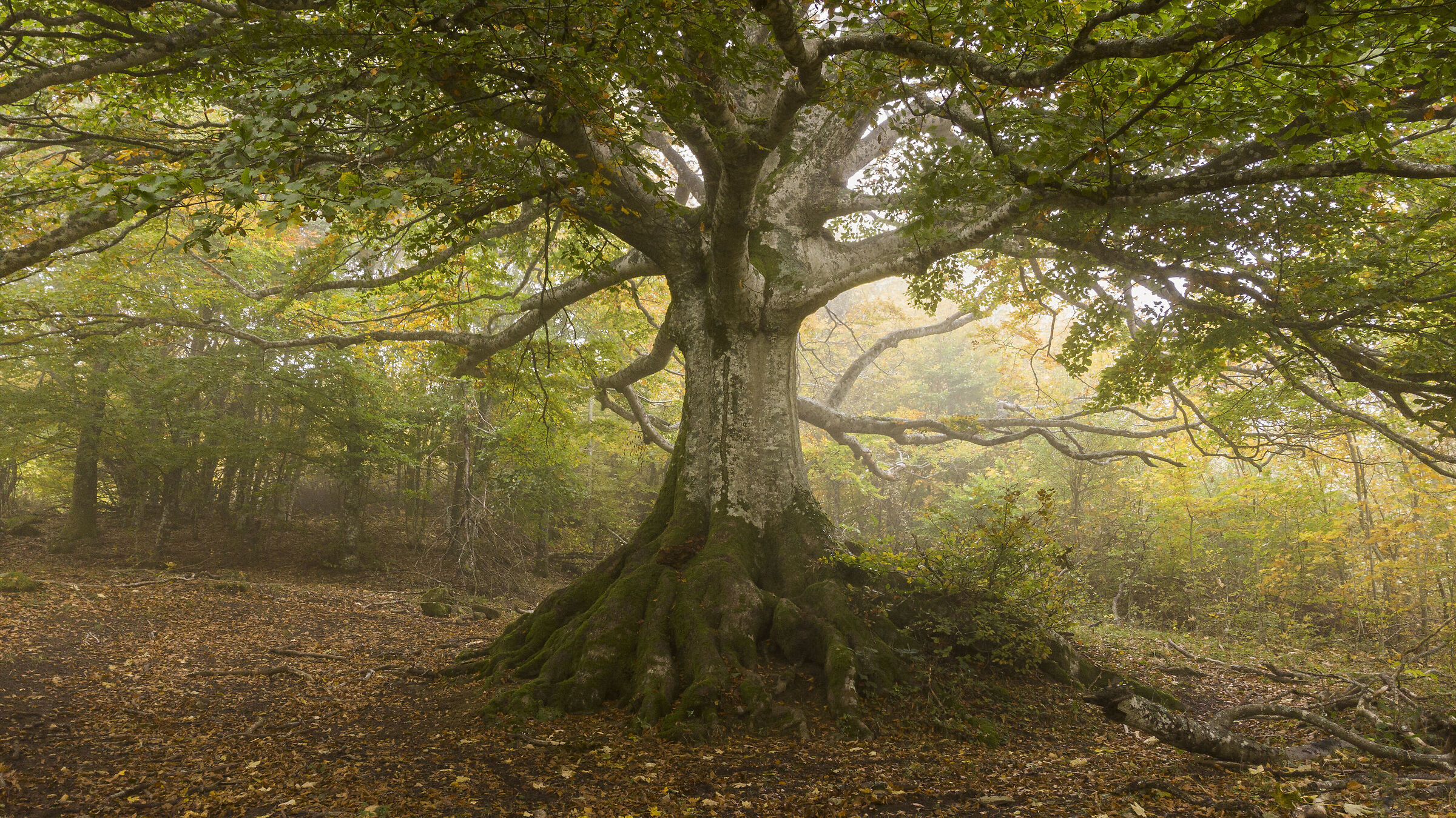 Il riposo del Grande Faggio