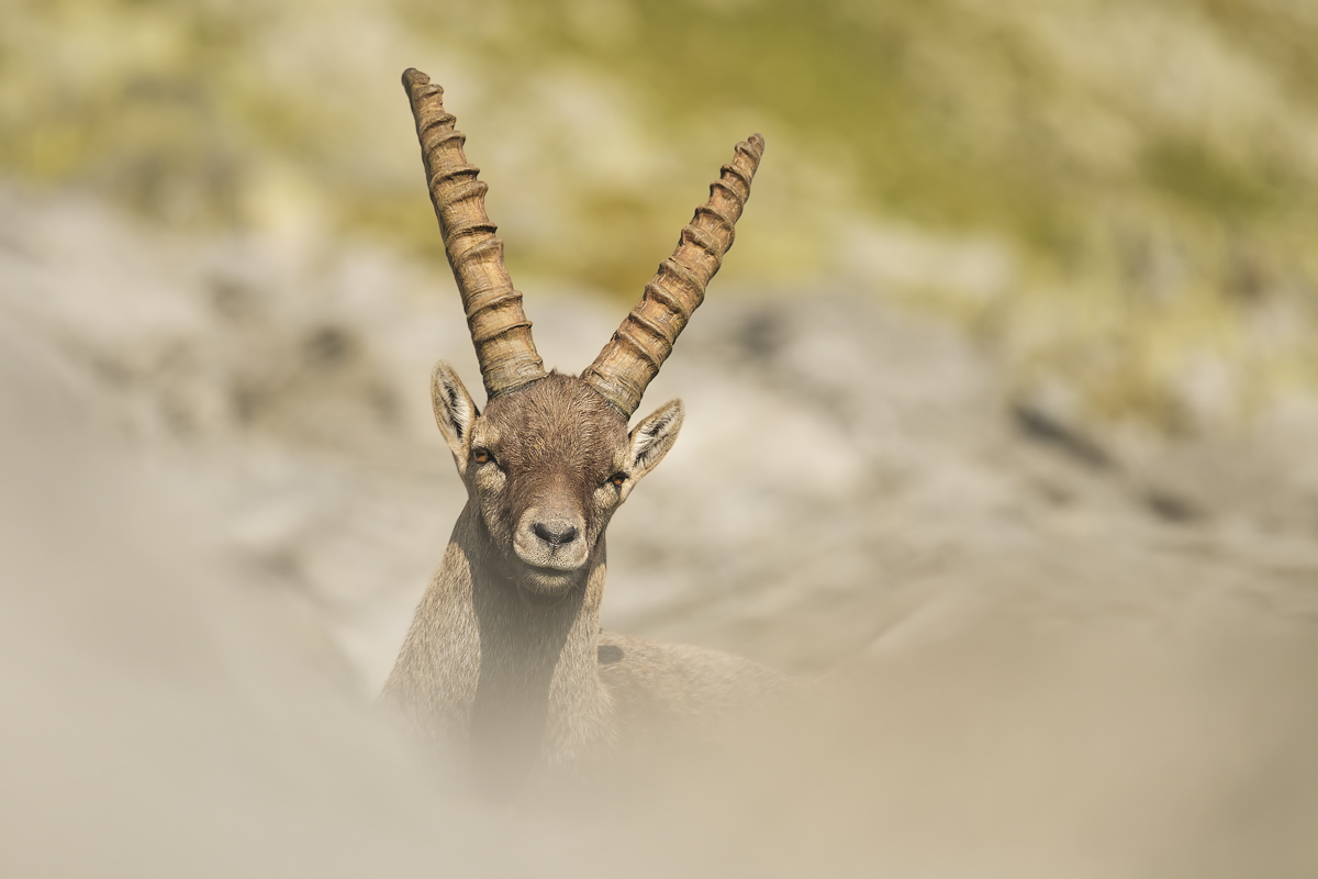 Ibex
