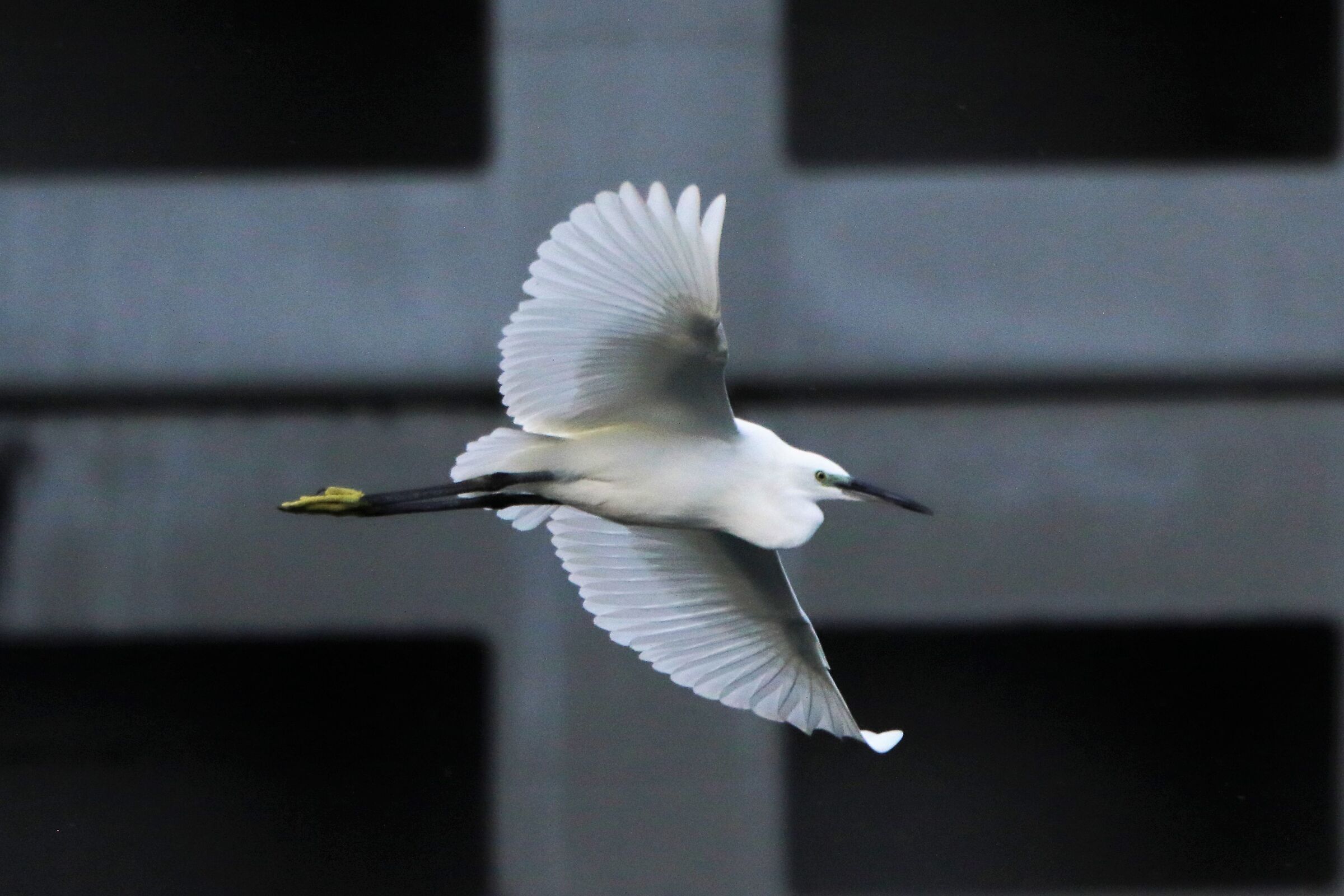 egret