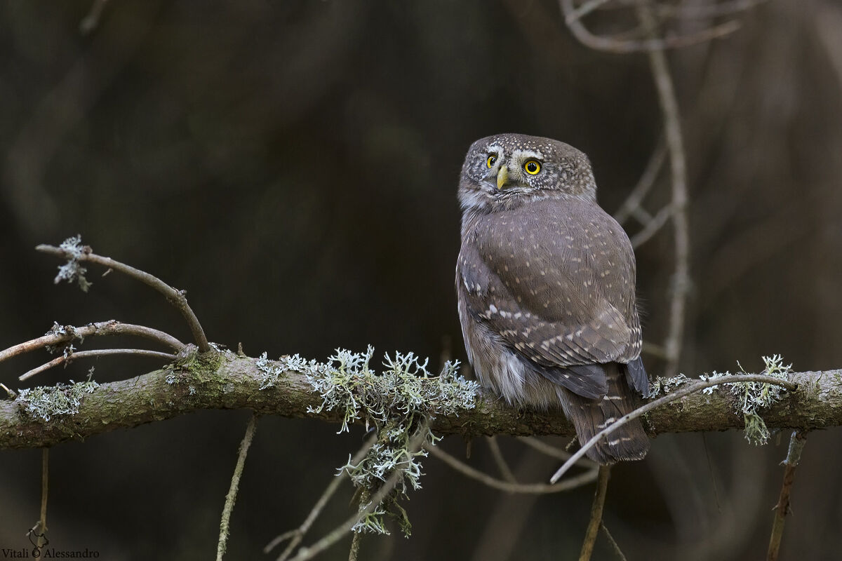 Dwarf owl