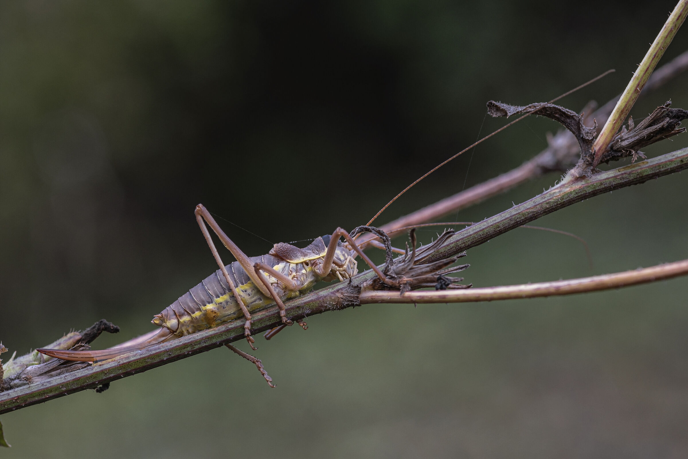 Ephippiger ephippiger