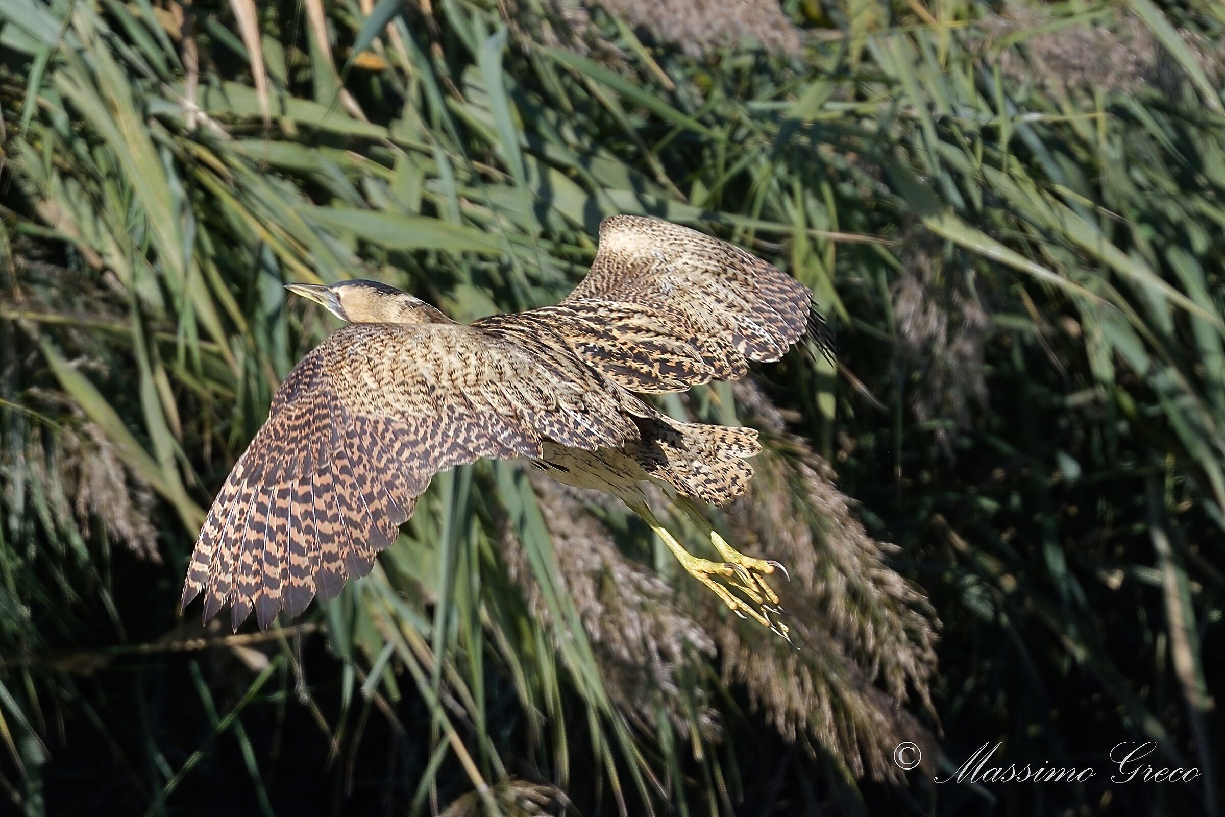 Bittern (Botaurus stellaris)